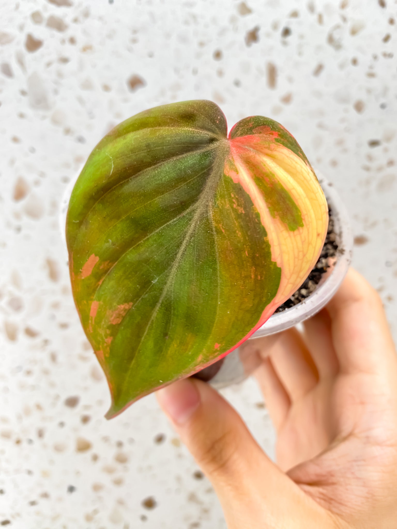 Philodendron Micans Variegated (Pink Hue) 1 leaf 1 unfurling