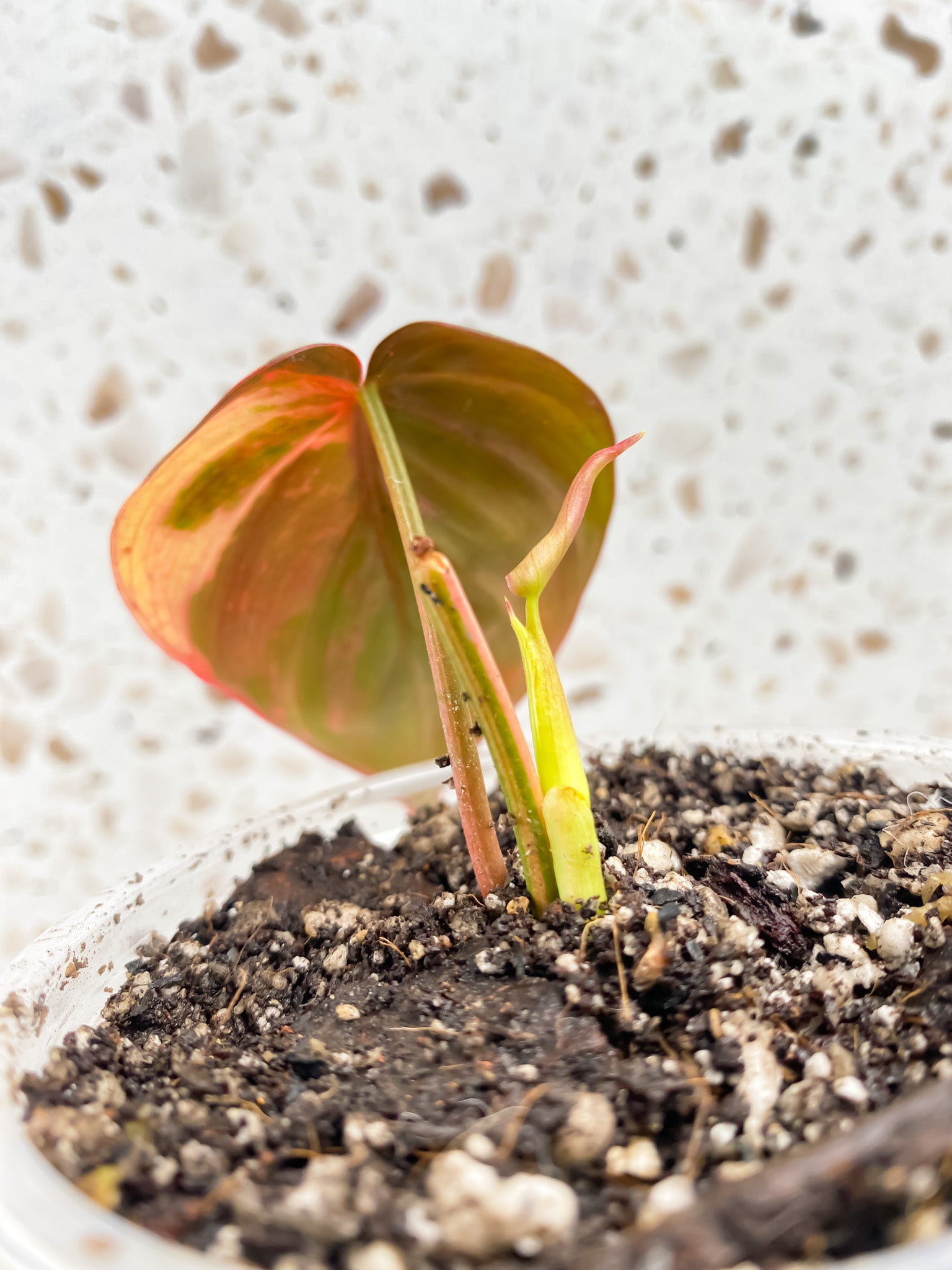 Philodendron Micans Variegated (Pink Hue) 1 leaf 1 unfurling