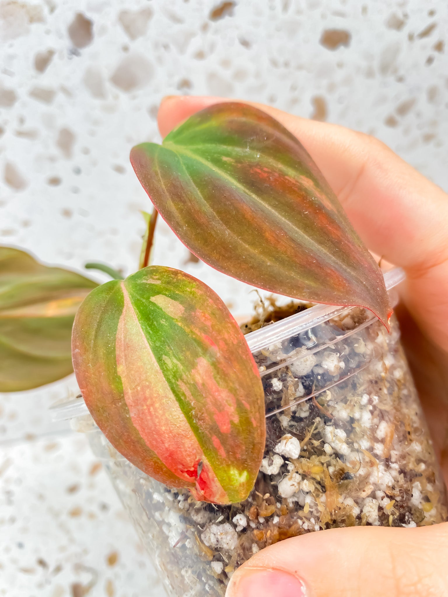 Philodendron Micans Variegated 3 leaves 1 sprout