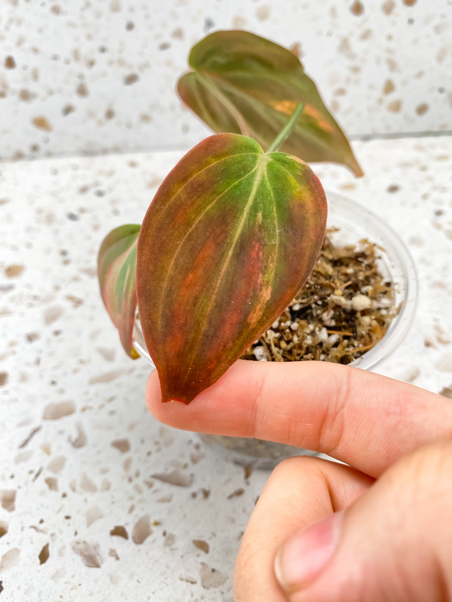 Philodendron Micans Variegated 3 leaves 1 sprout