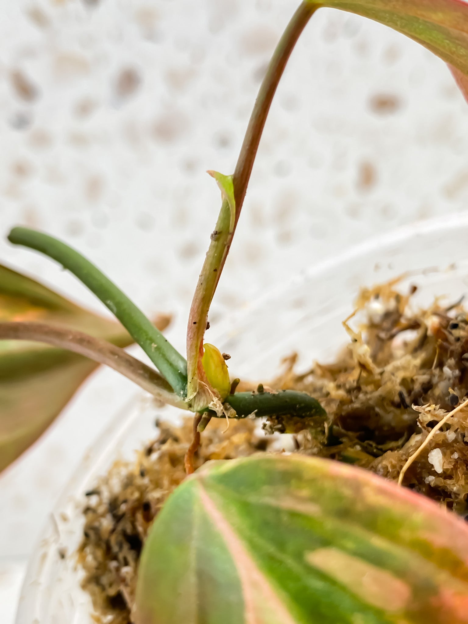 Philodendron Micans Variegated 3 leaves 1 sprout