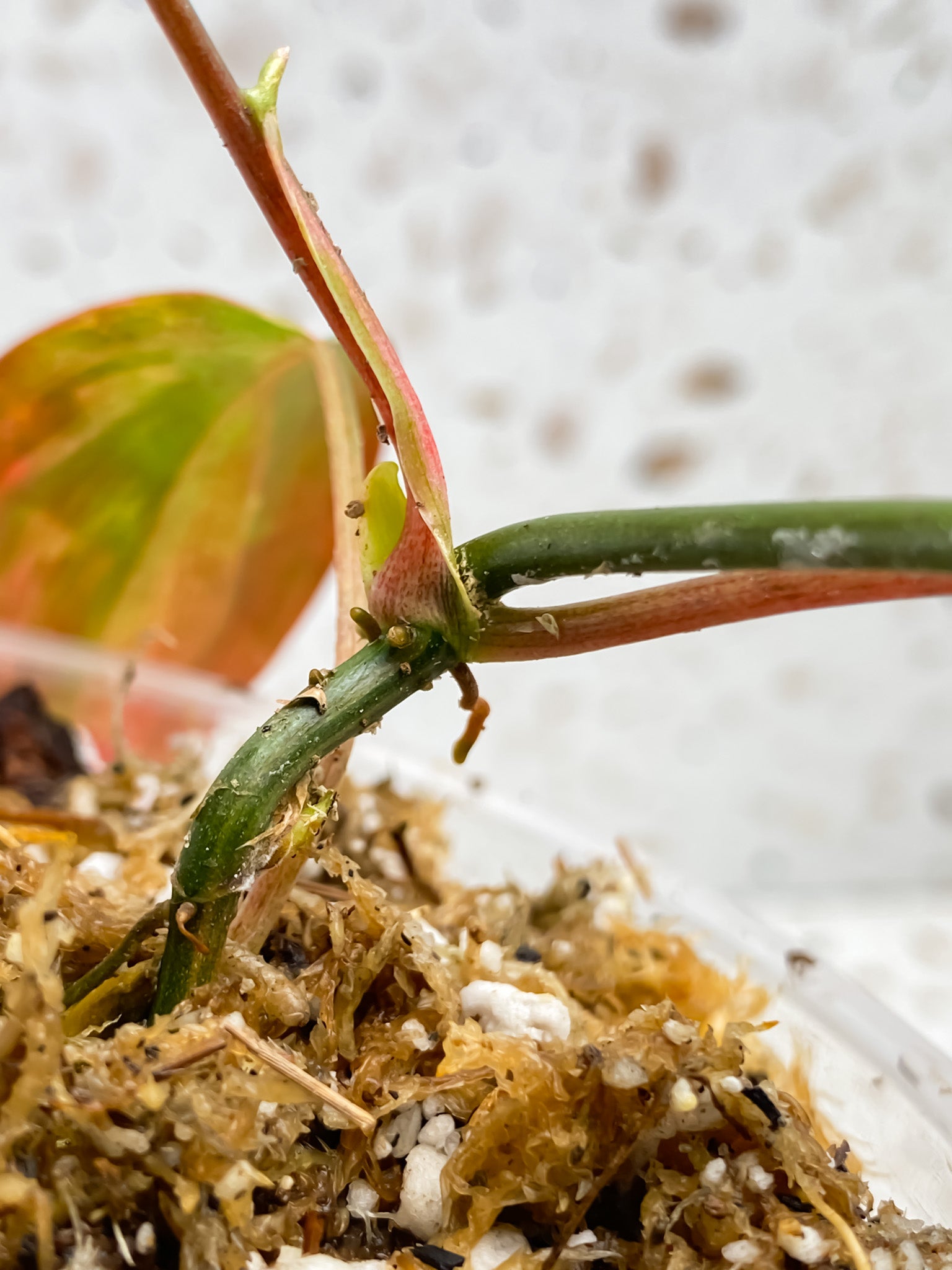 Philodendron Micans Variegated 3 leaves 1 sprout
