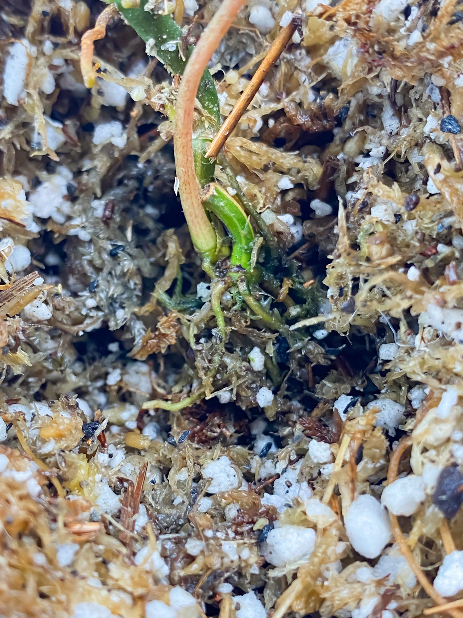Philodendron Micans Variegated 3 leaves 1 sprout