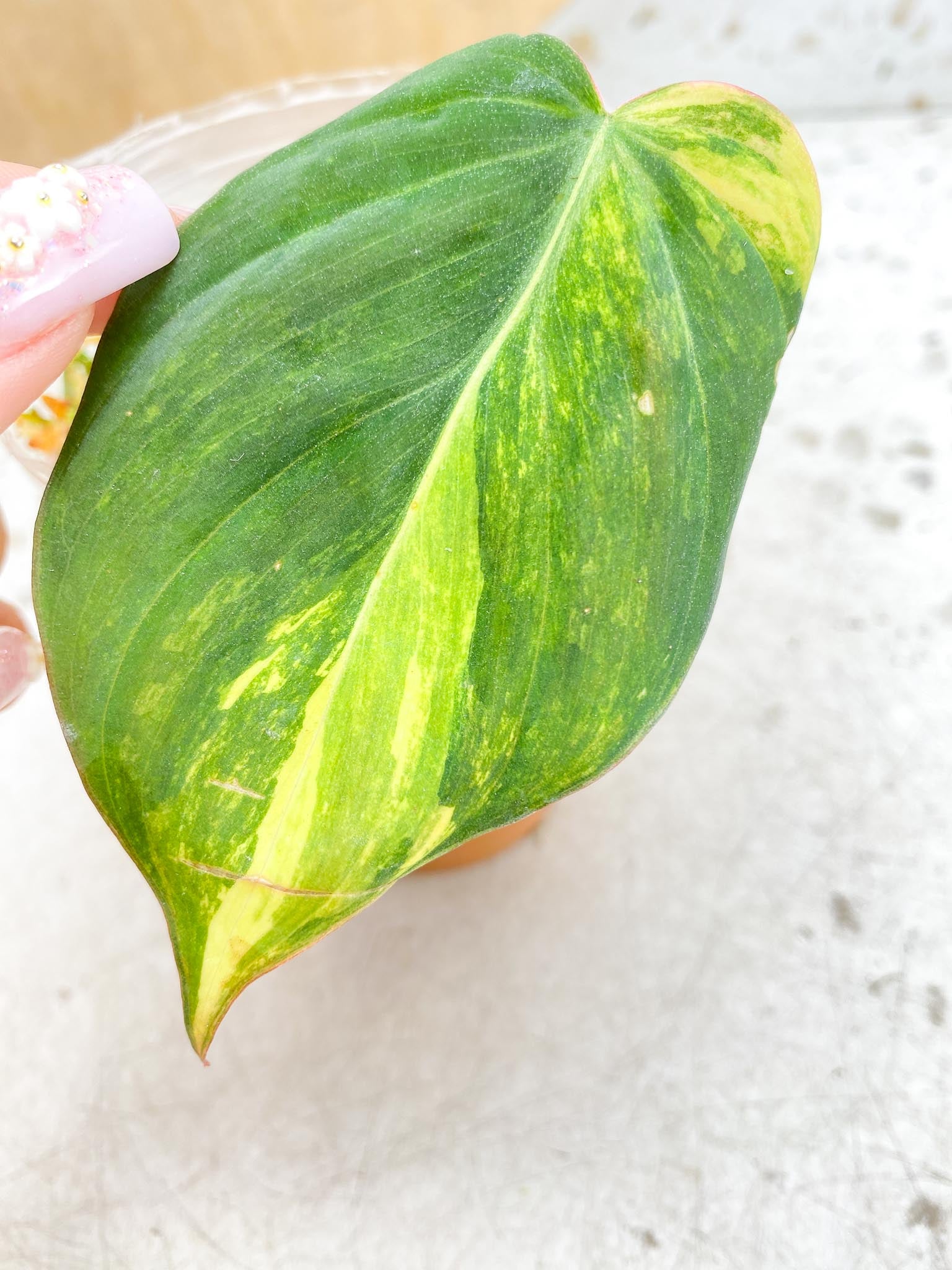 *Philodendron Micans Variegated 1 leaf 1 sprout