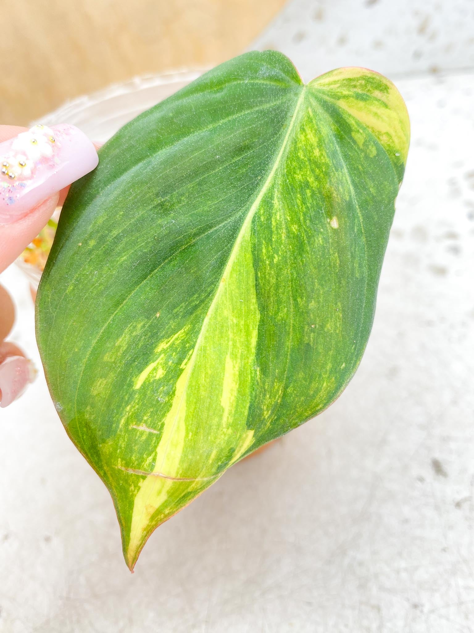 *Philodendron Micans Variegated 1 leaf 1 sprout