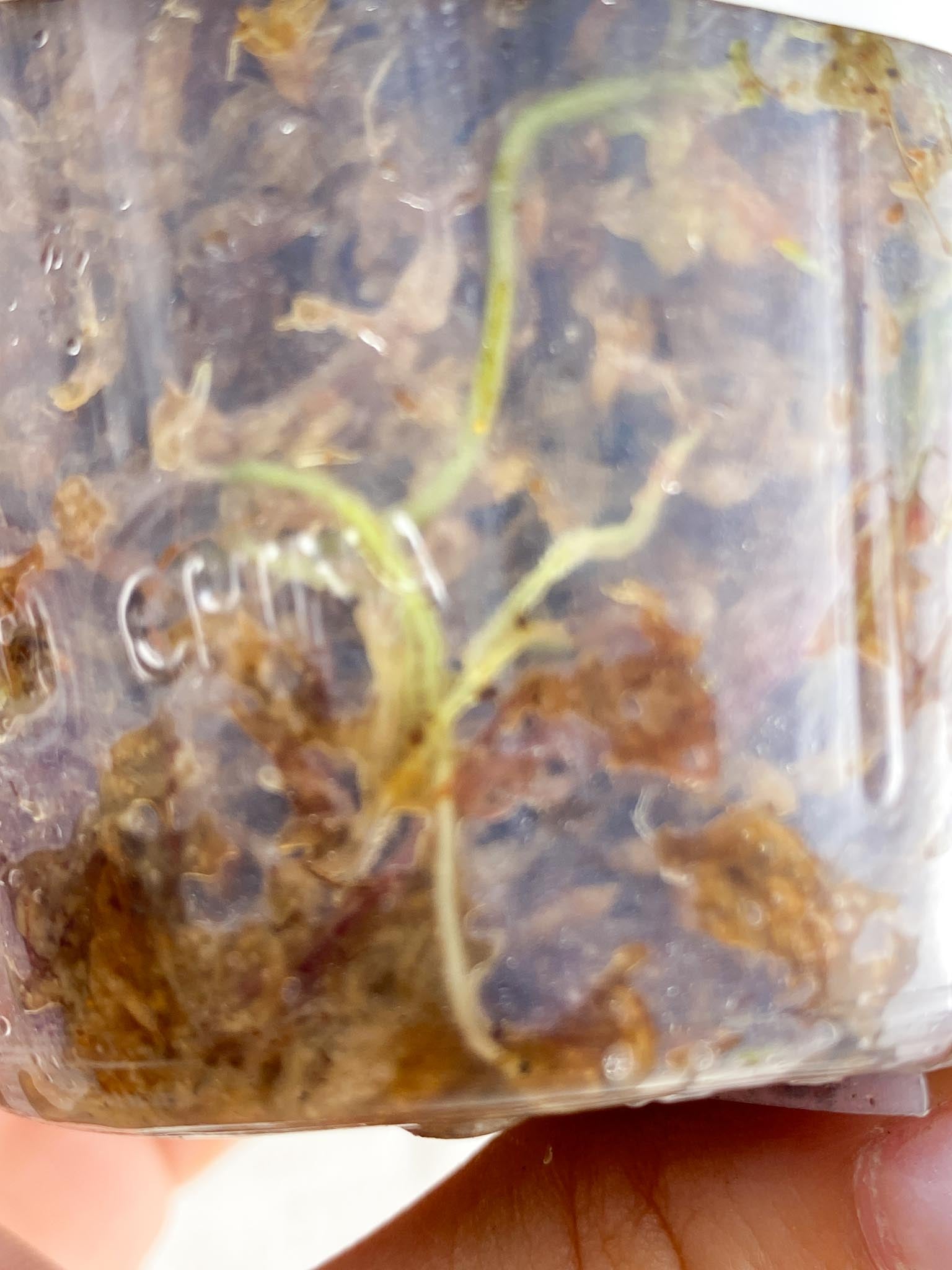 *Philodendron Micans Variegated 1 leaf 1 sprout