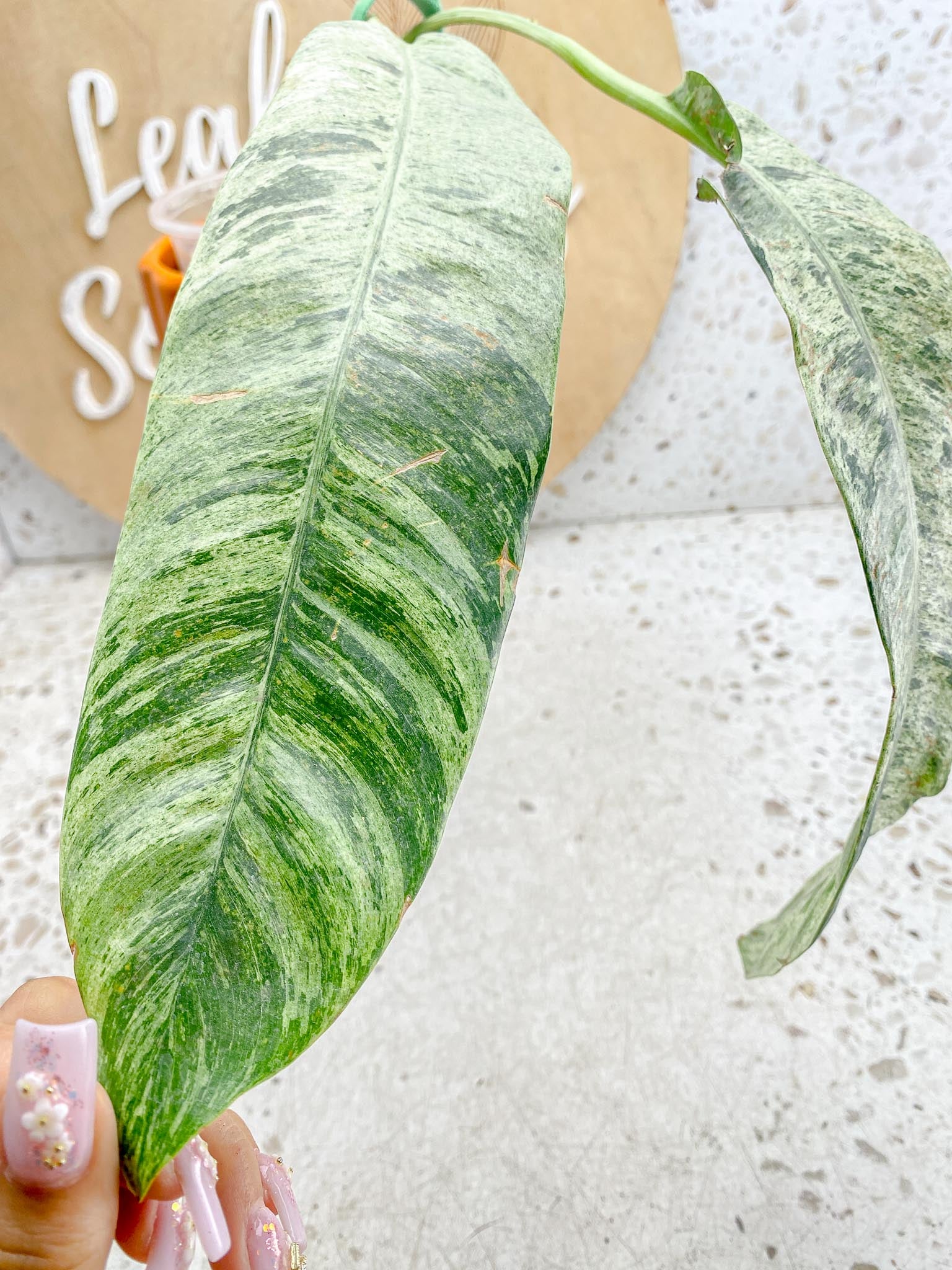 Epipremnum Giganteum Variegated 1-2 leaf plant Multiple Options