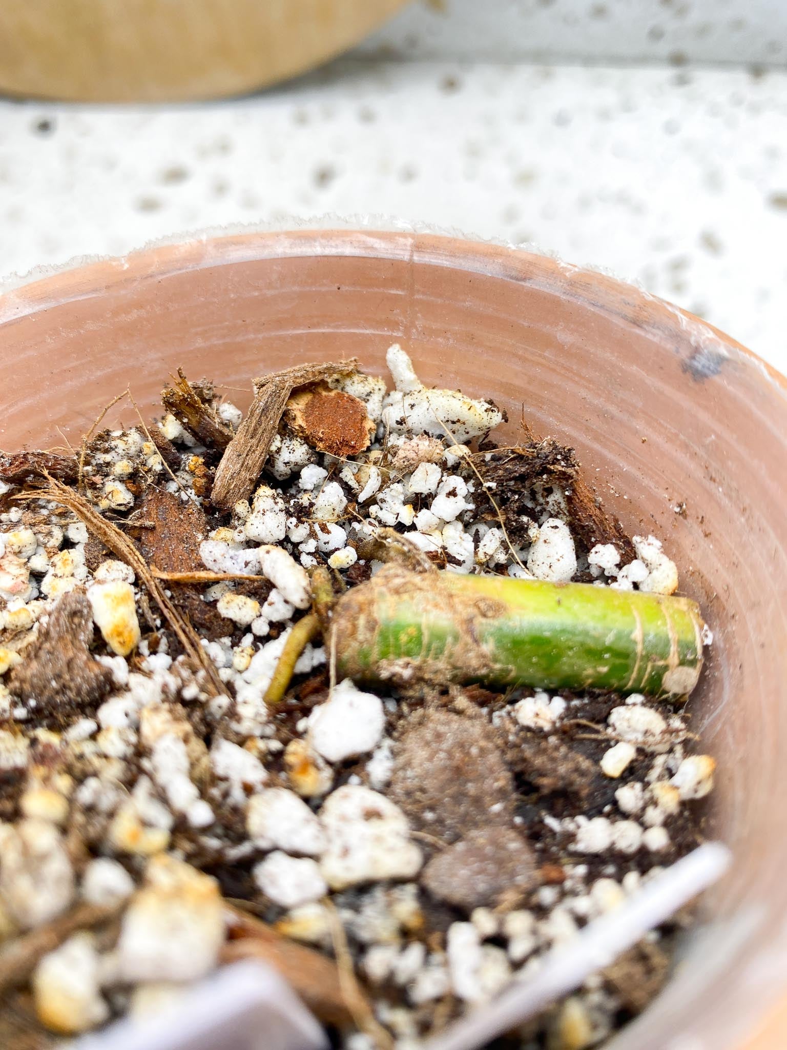 *Syngopnium Chiapense Variegated 1 node