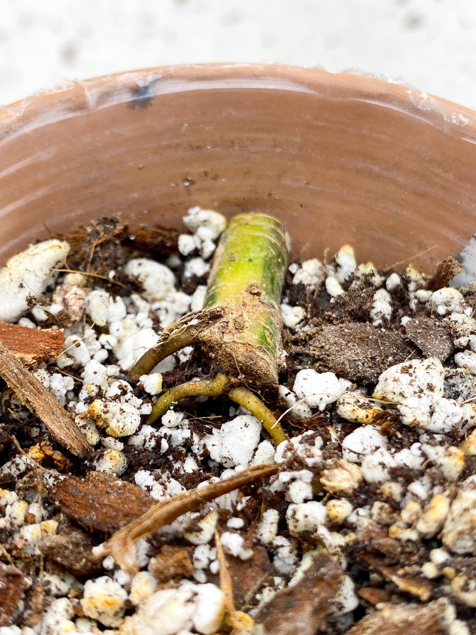 *Syngopnium Chiapense Variegated 1 node