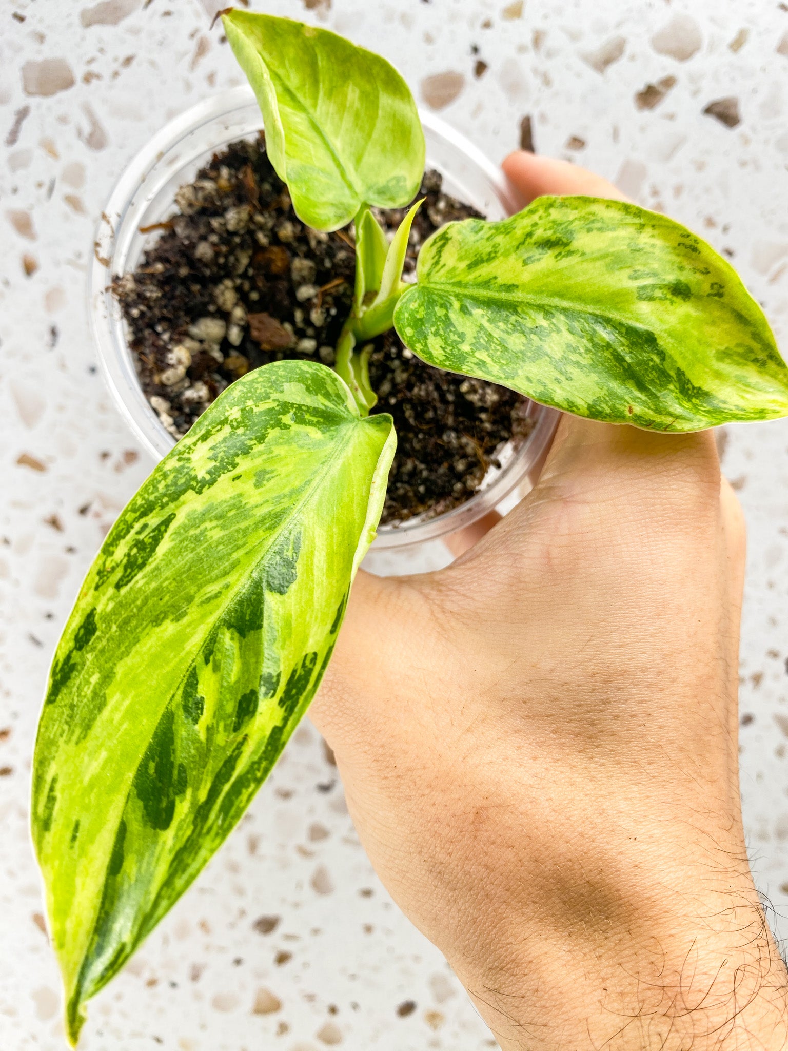 Philodendron Jose Buono 3 leaves 1 shoot