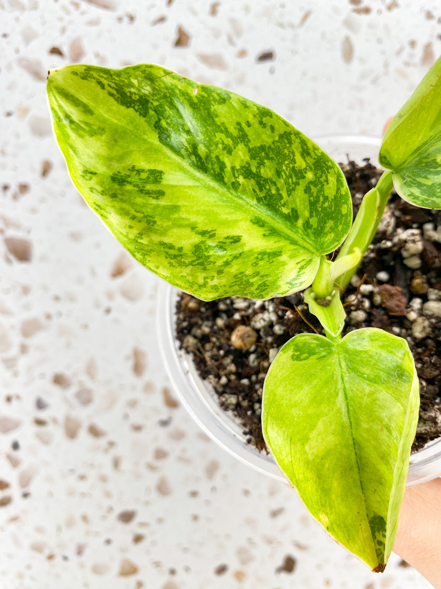 Philodendron Jose Buono 3 leaves 1 shoot