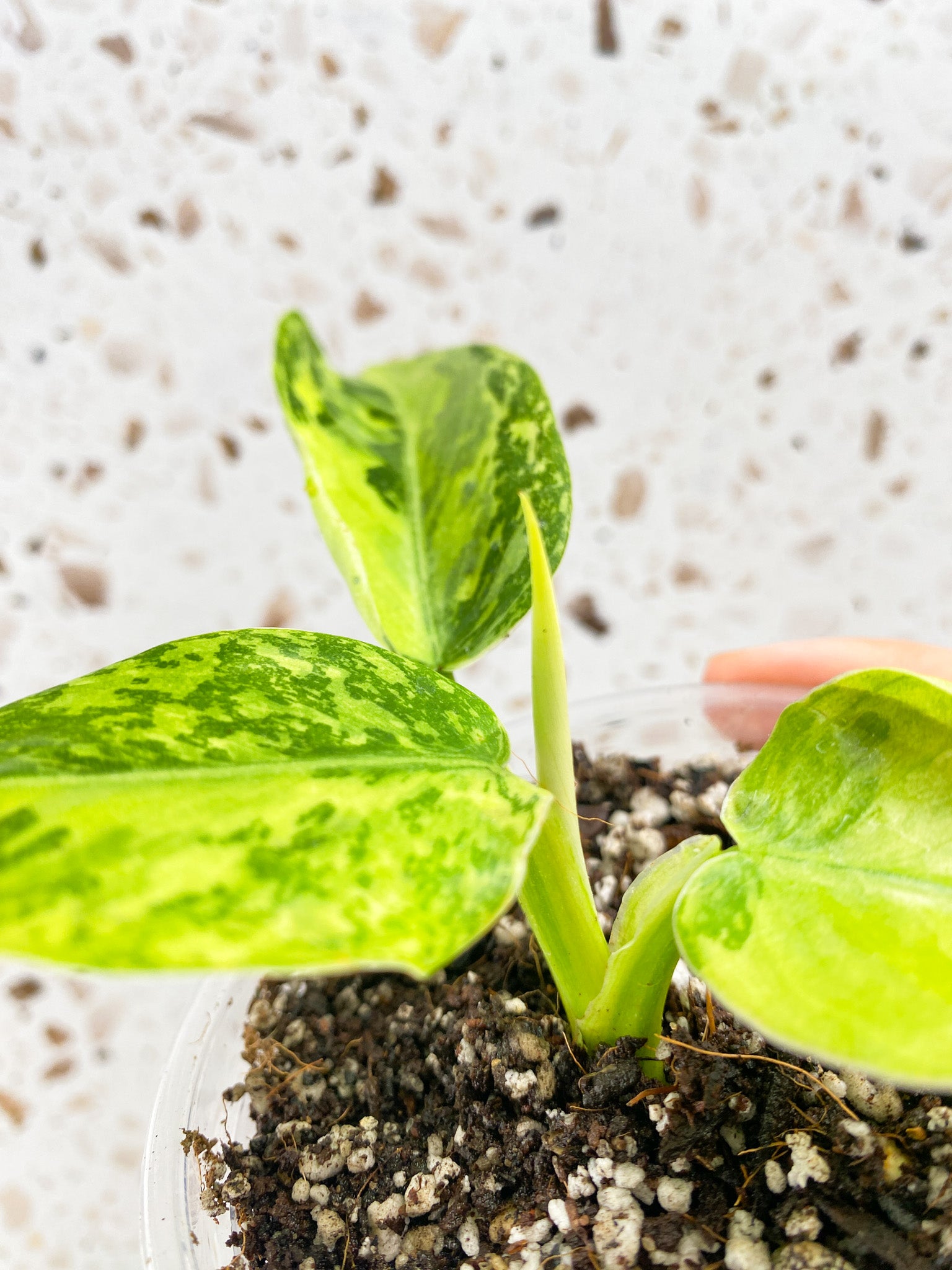Philodendron Jose Buono 3 leaves 1 shoot