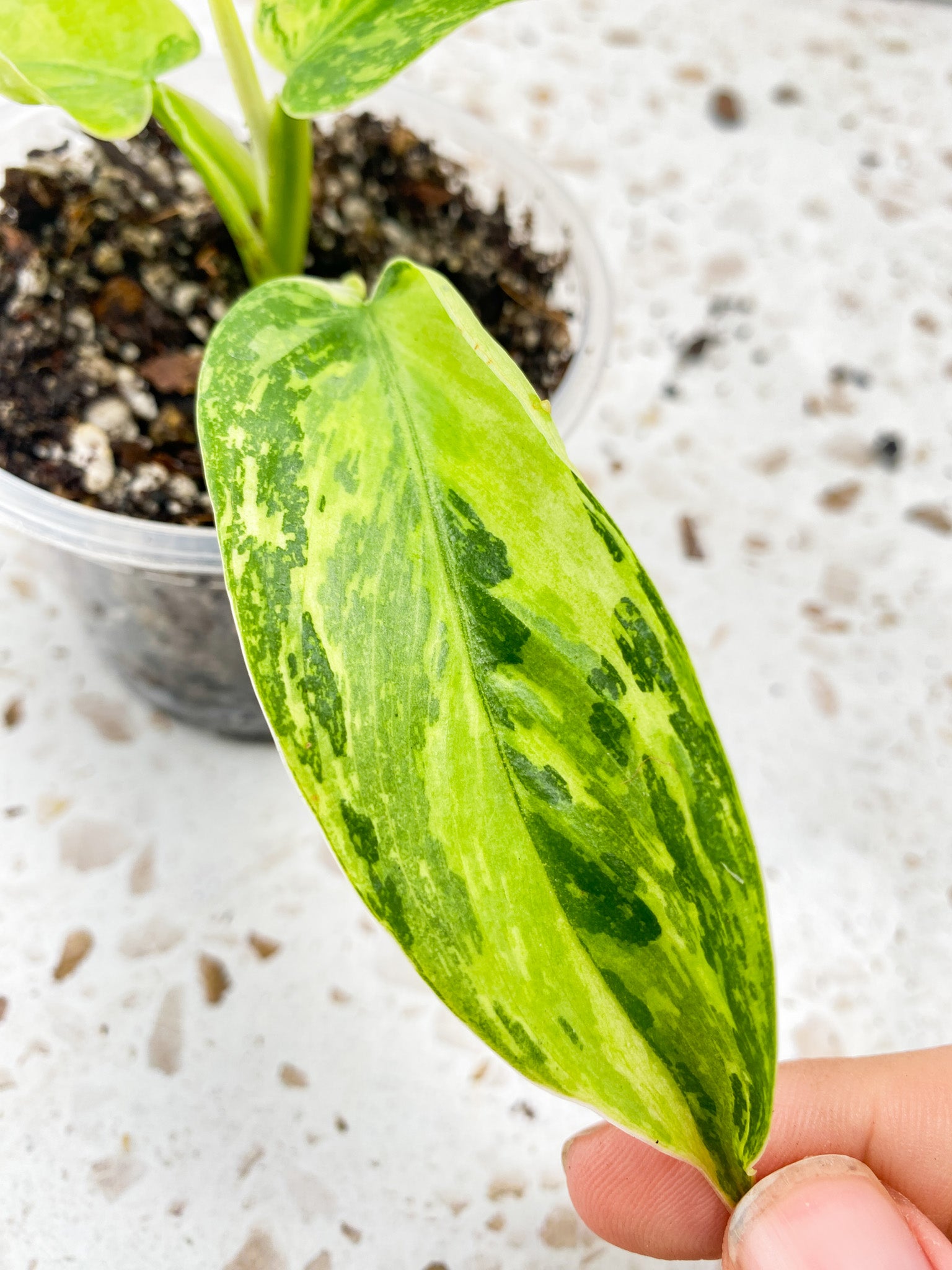 Philodendron Jose Buono 3 leaves 1 shoot
