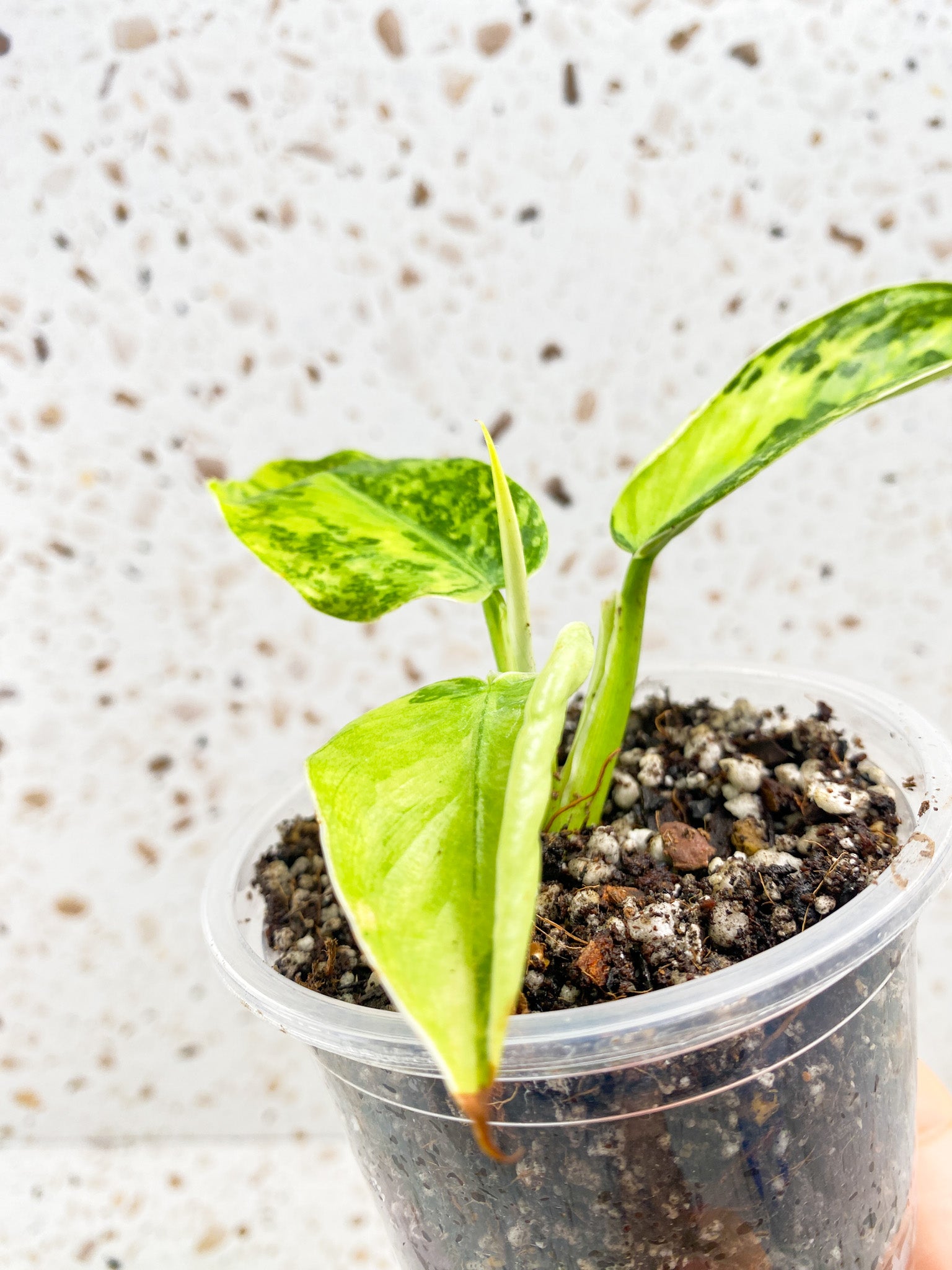Philodendron Jose Buono 3 leaves 1 shoot