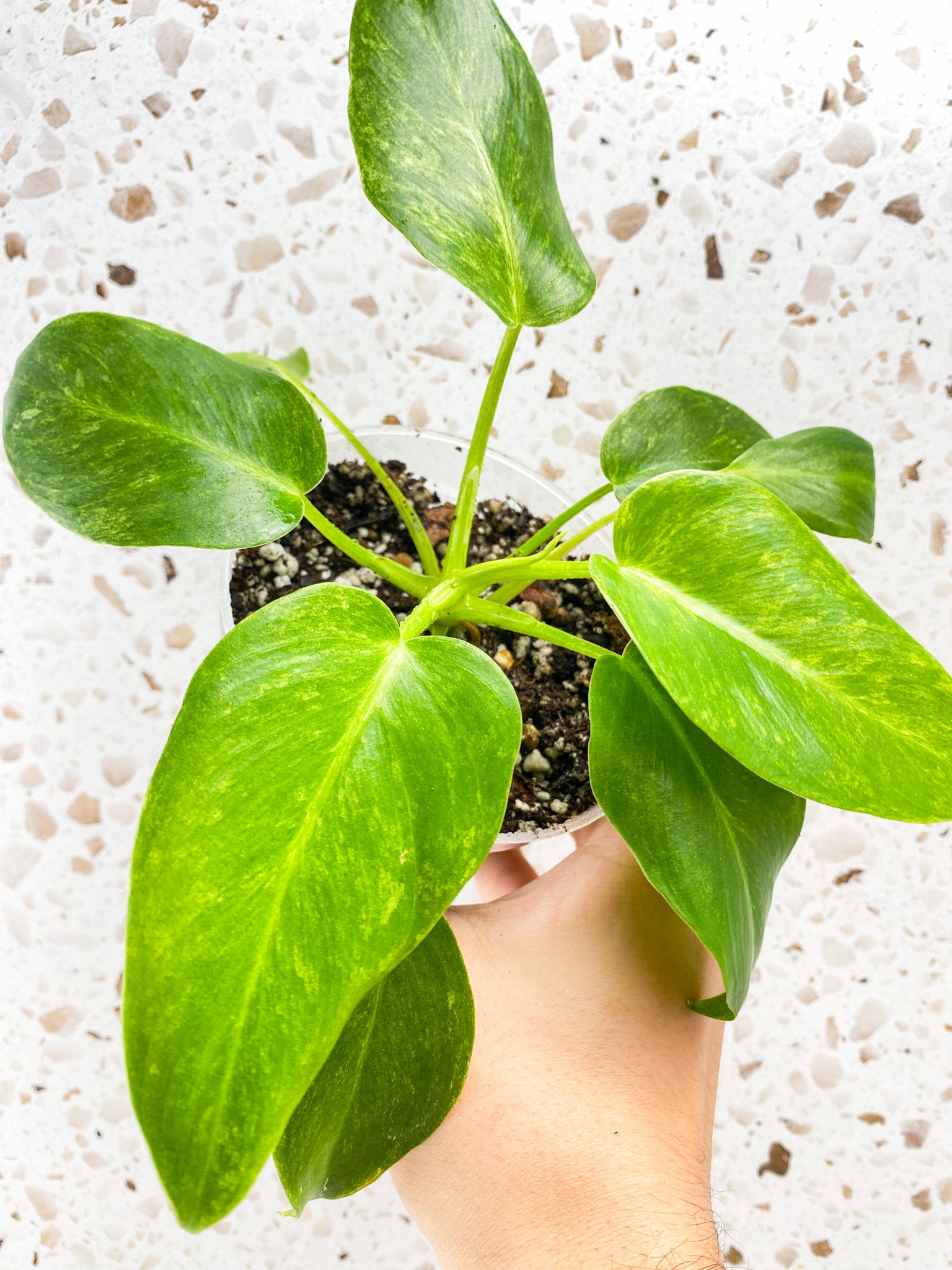 Philodendron Giganteum Marble Blizzard multiple leaves full baby plant