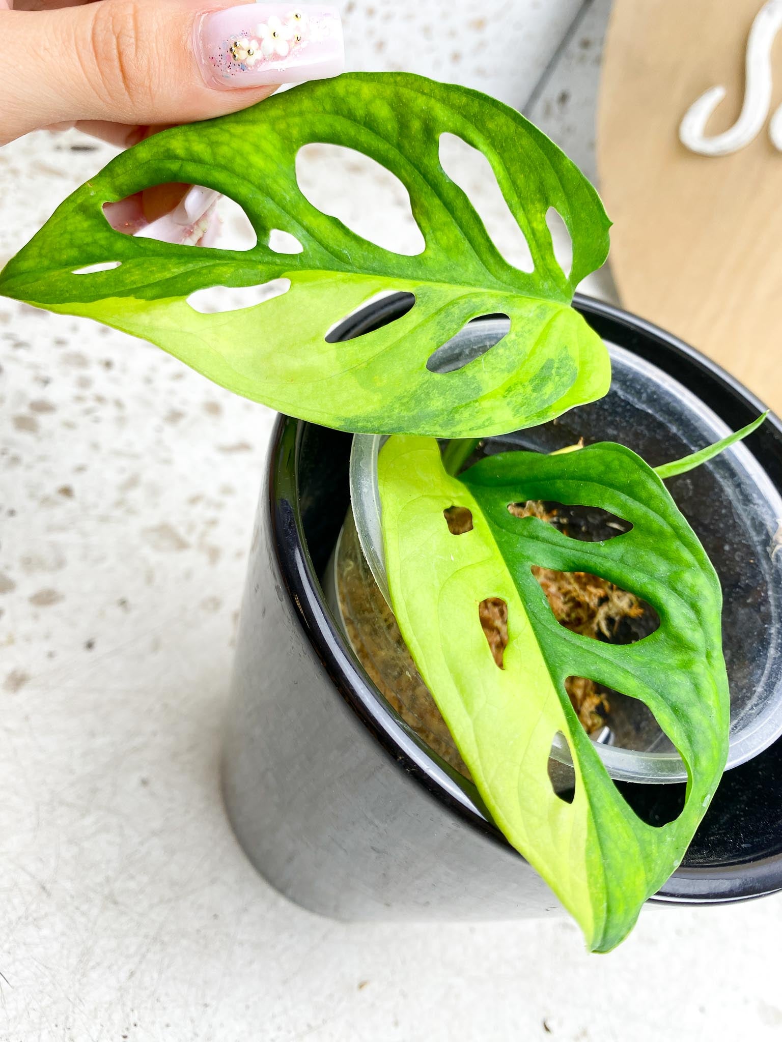 Monstera Adansonii Aurea Variegated 2 Leaves 3 Nodes 1 Sprout Rooting