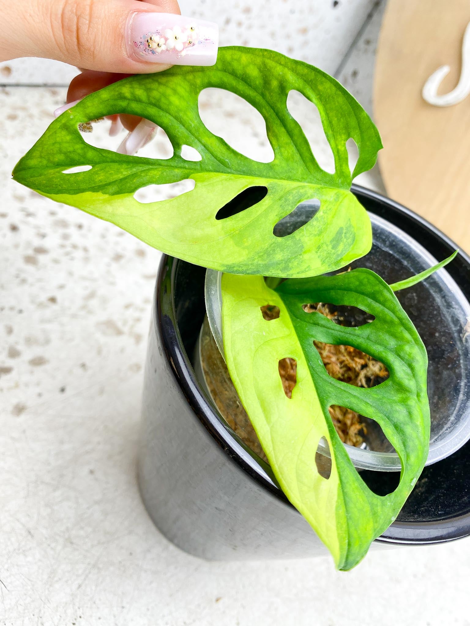 Monstera Adansonii Aurea Variegated 2 Leaves 3 Nodes 1 Sprout Rooting