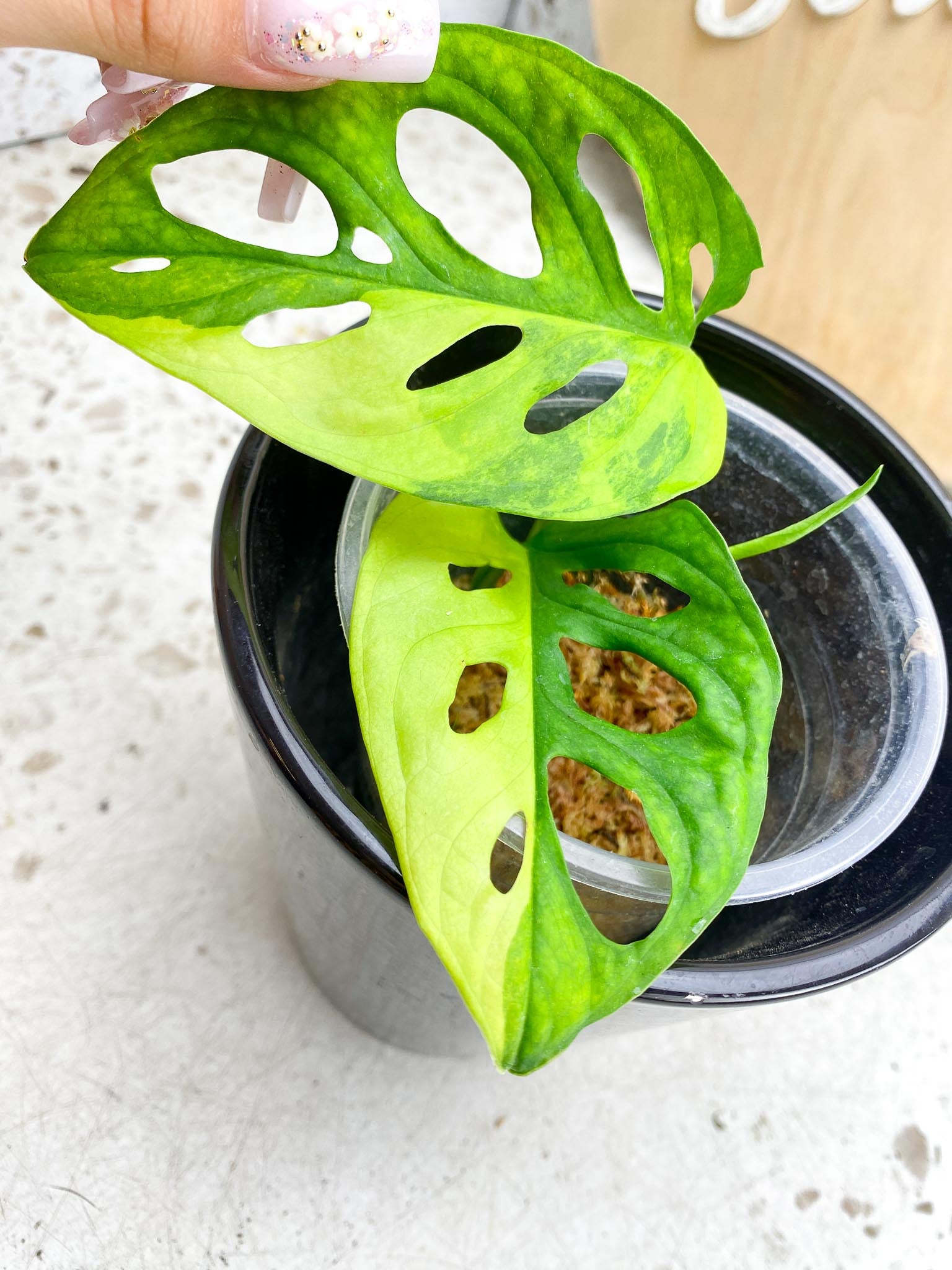 Monstera Adansonii Aurea Variegated 2 Leaves 3 Nodes 1 Sprout Rooting