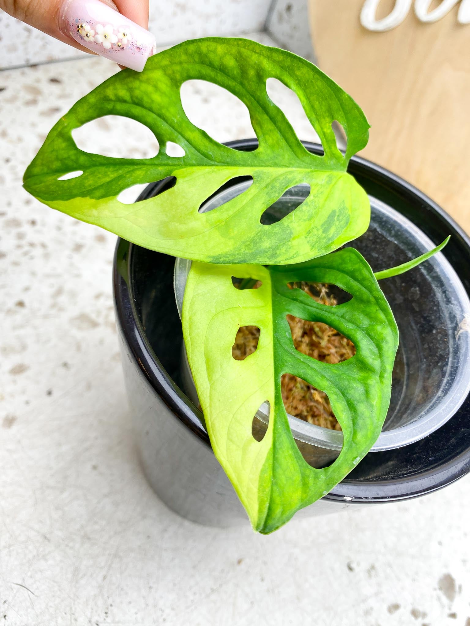 Monstera Adansonii Aurea Variegated 2 Leaves 3 Nodes 1 Sprout Rooting