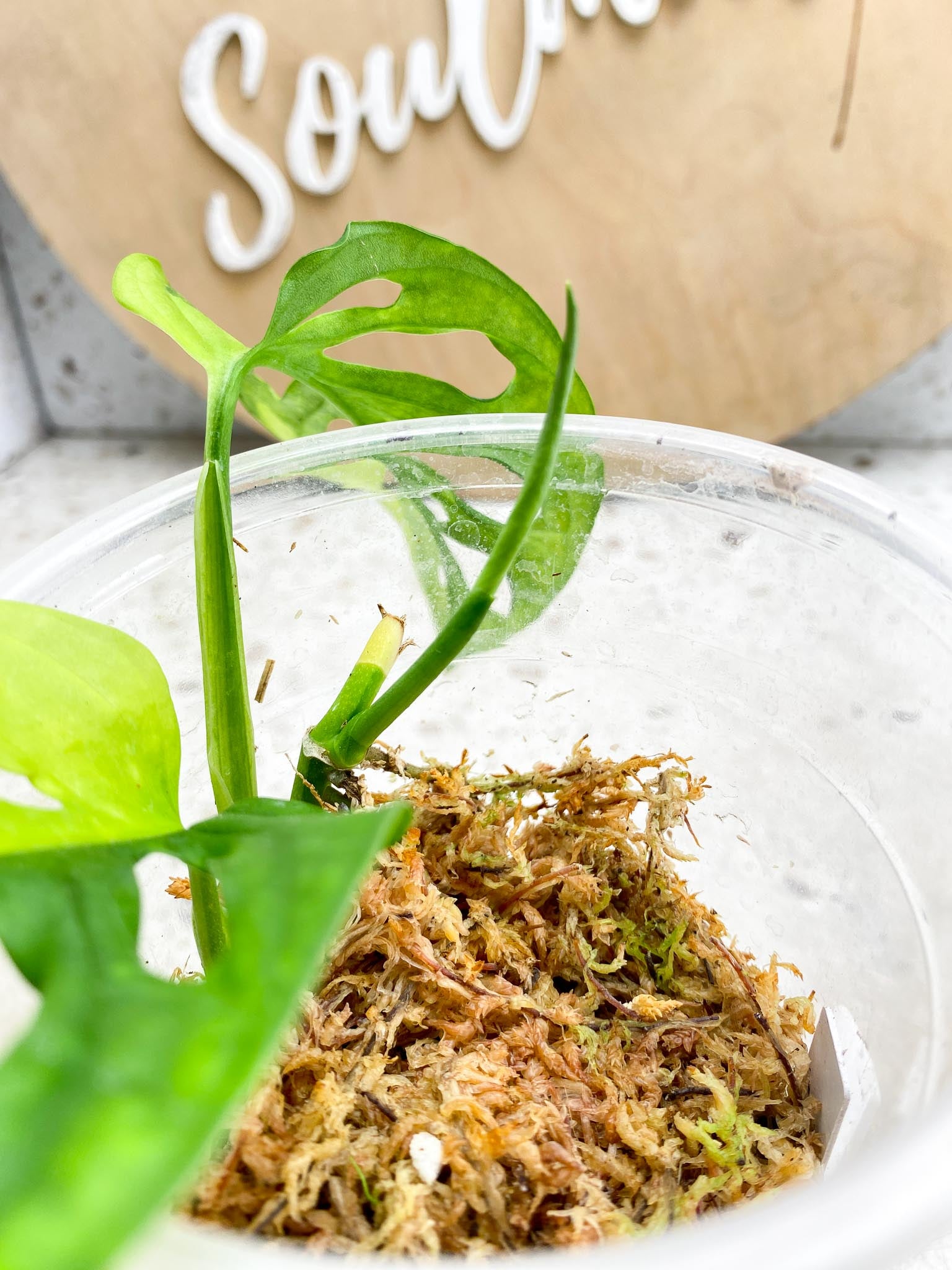 Monstera Adansonii Aurea Variegated 2 Leaves 3 Nodes 1 Sprout Rooting