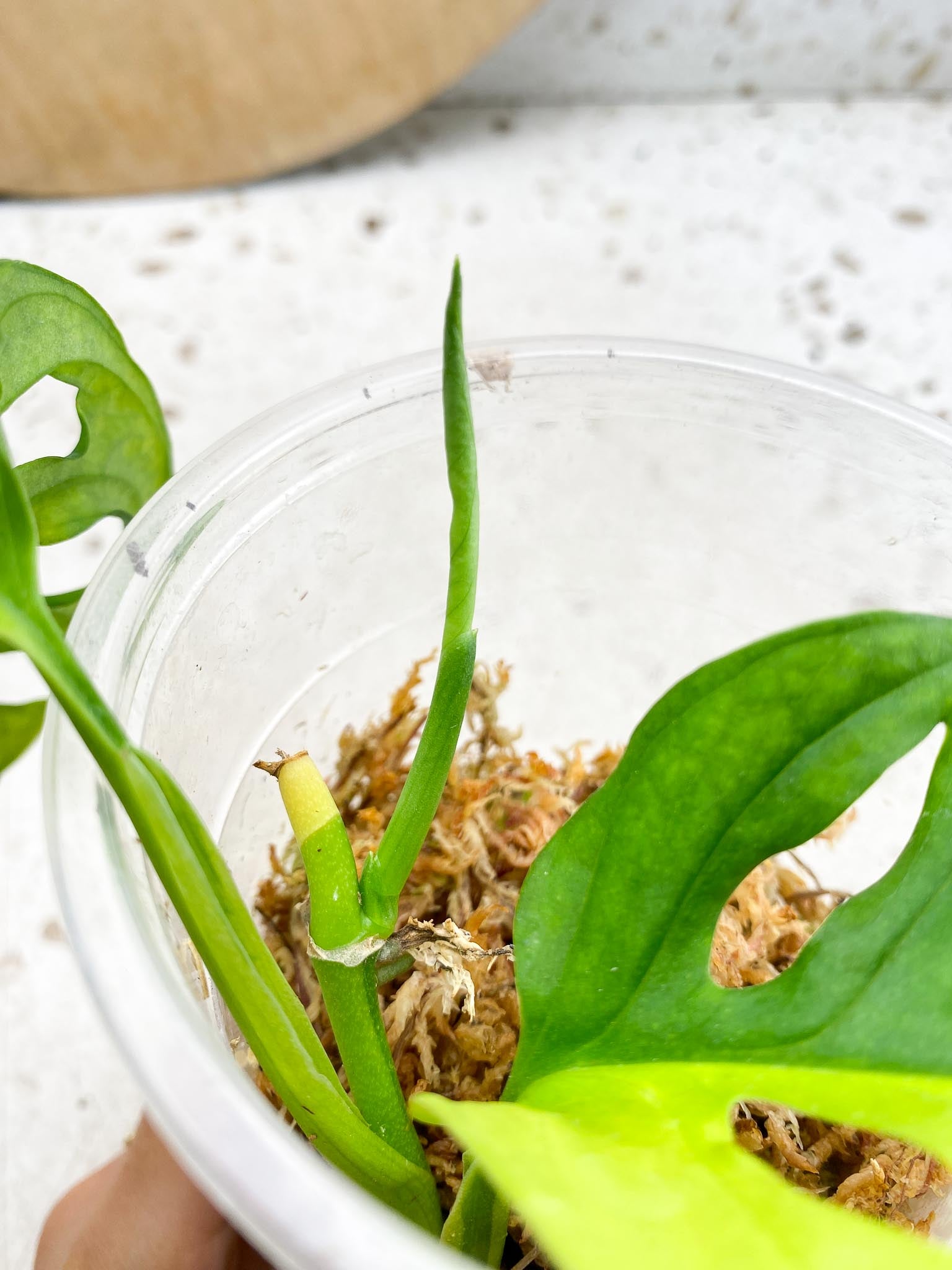 Monstera Adansonii Aurea Variegated 2 Leaves 3 Nodes 1 Sprout Rooting