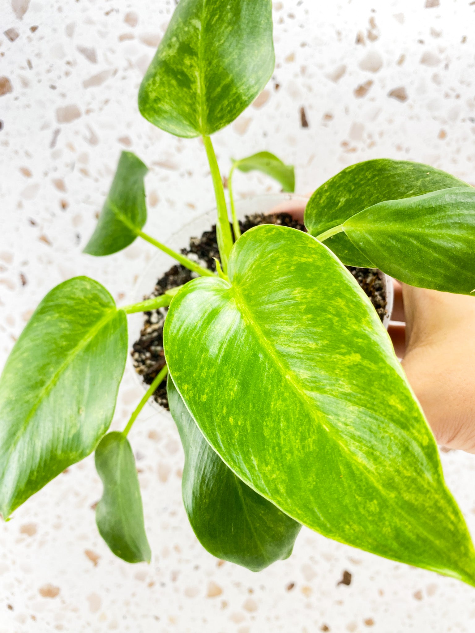 Philodendron Giganteum Marble Blizzard multiple leaves full baby plant