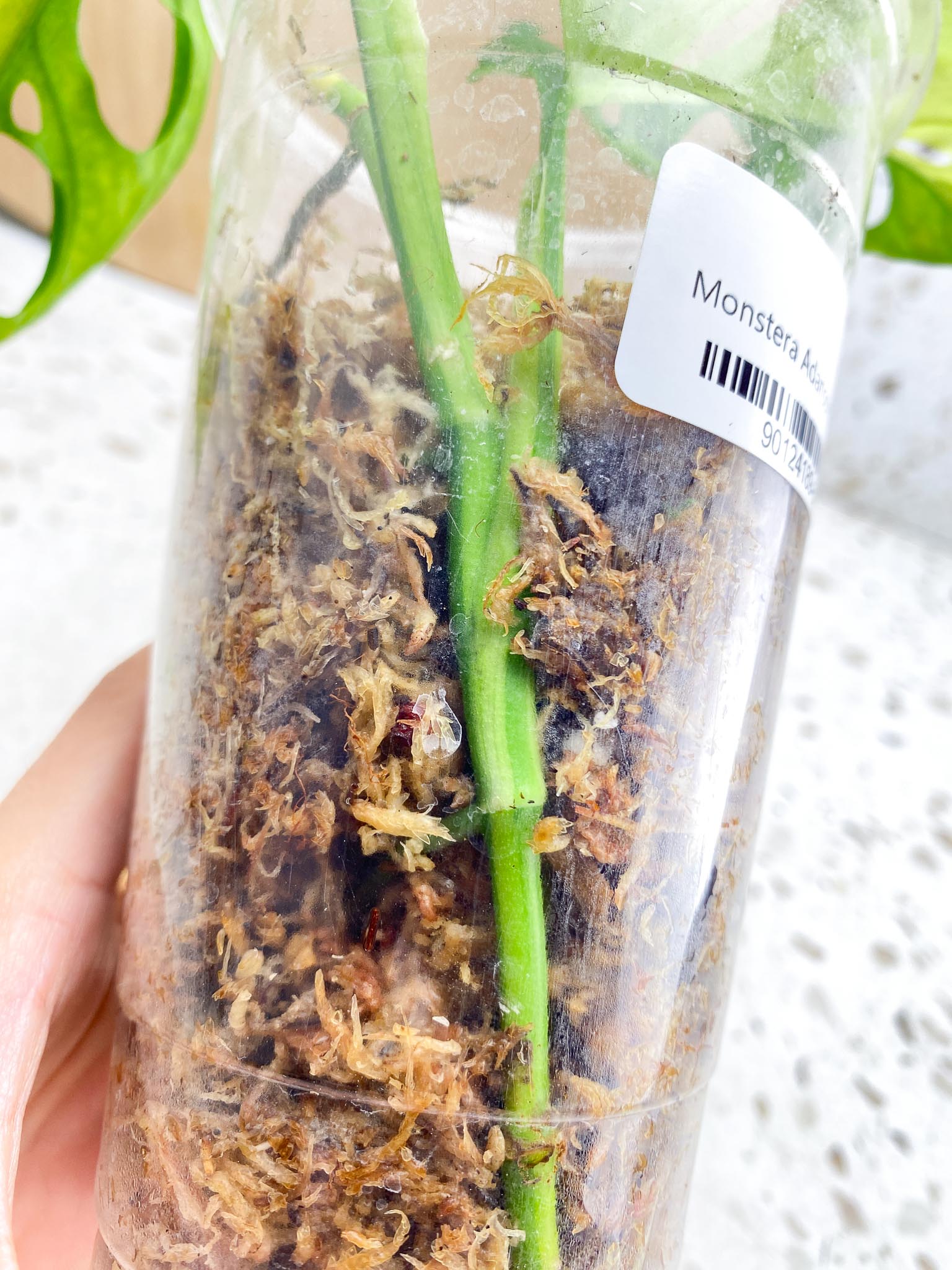 Monstera Adansonii Aurea Variegated 2 Leaves 3 Nodes 1 Sprout Rooting