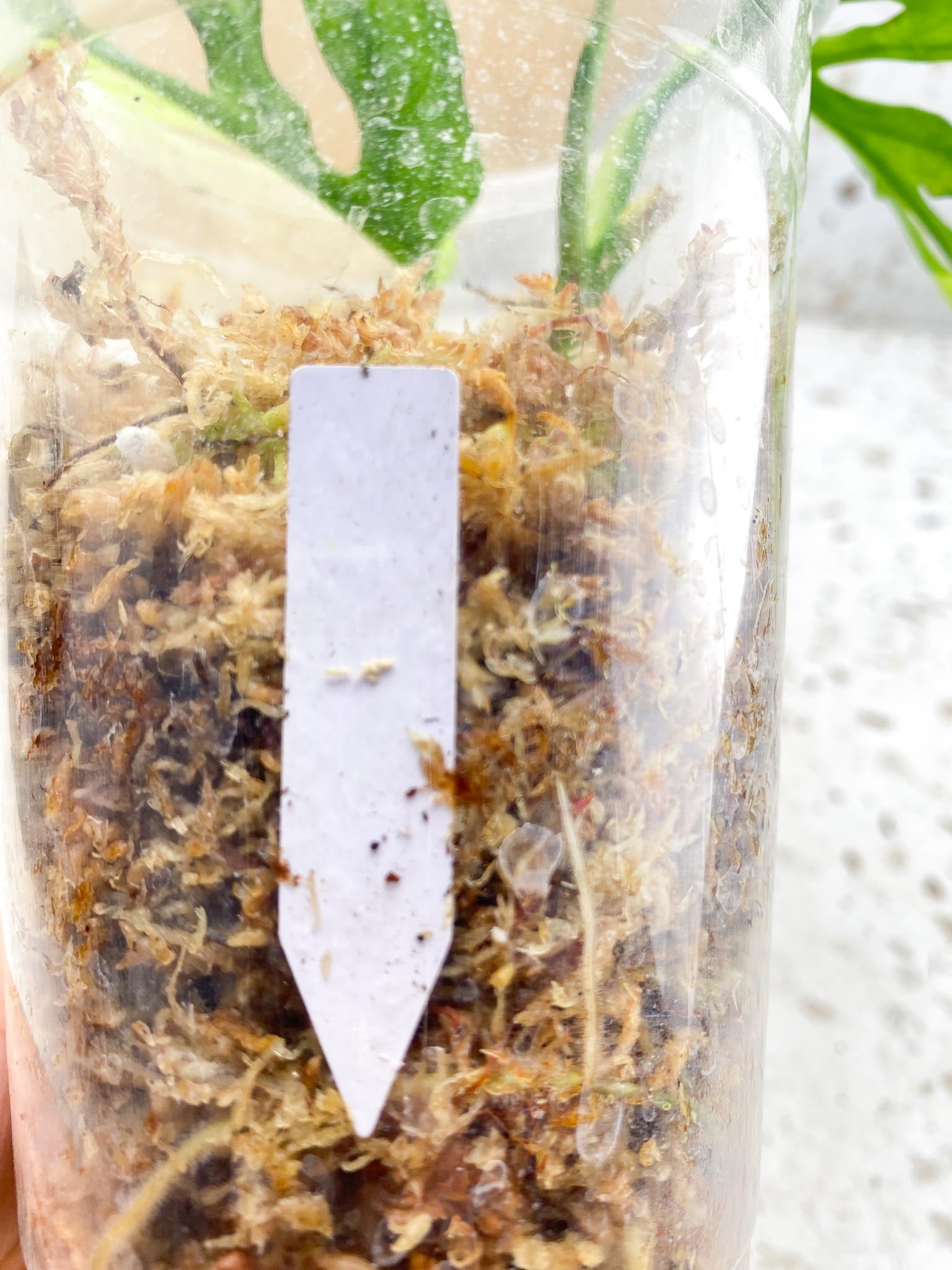 Monstera Adansonii Aurea Variegated 2 Leaves 3 Nodes 1 Sprout Rooting