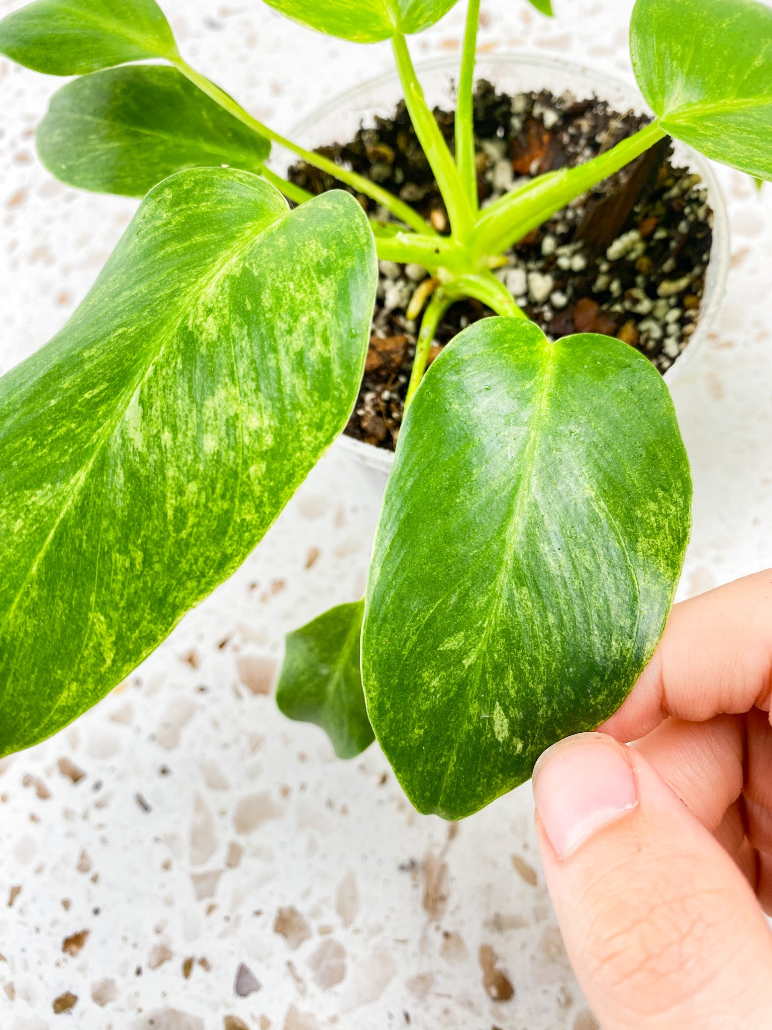 Philodendron Giganteum Marble Blizzard multiple leaves full baby plant