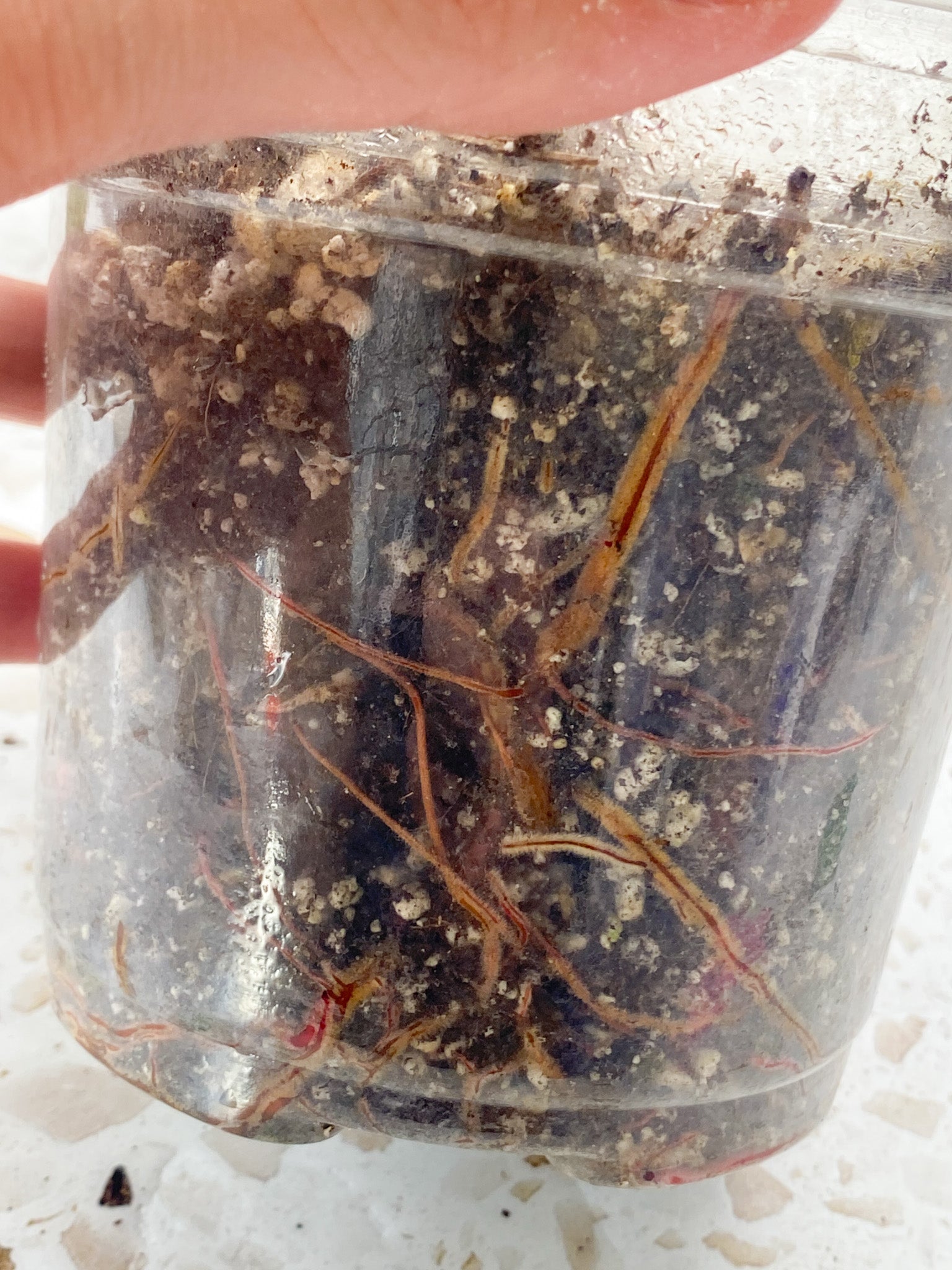 Philodendron Strawberry Shake 3 leaves 1 sprout top cutting
