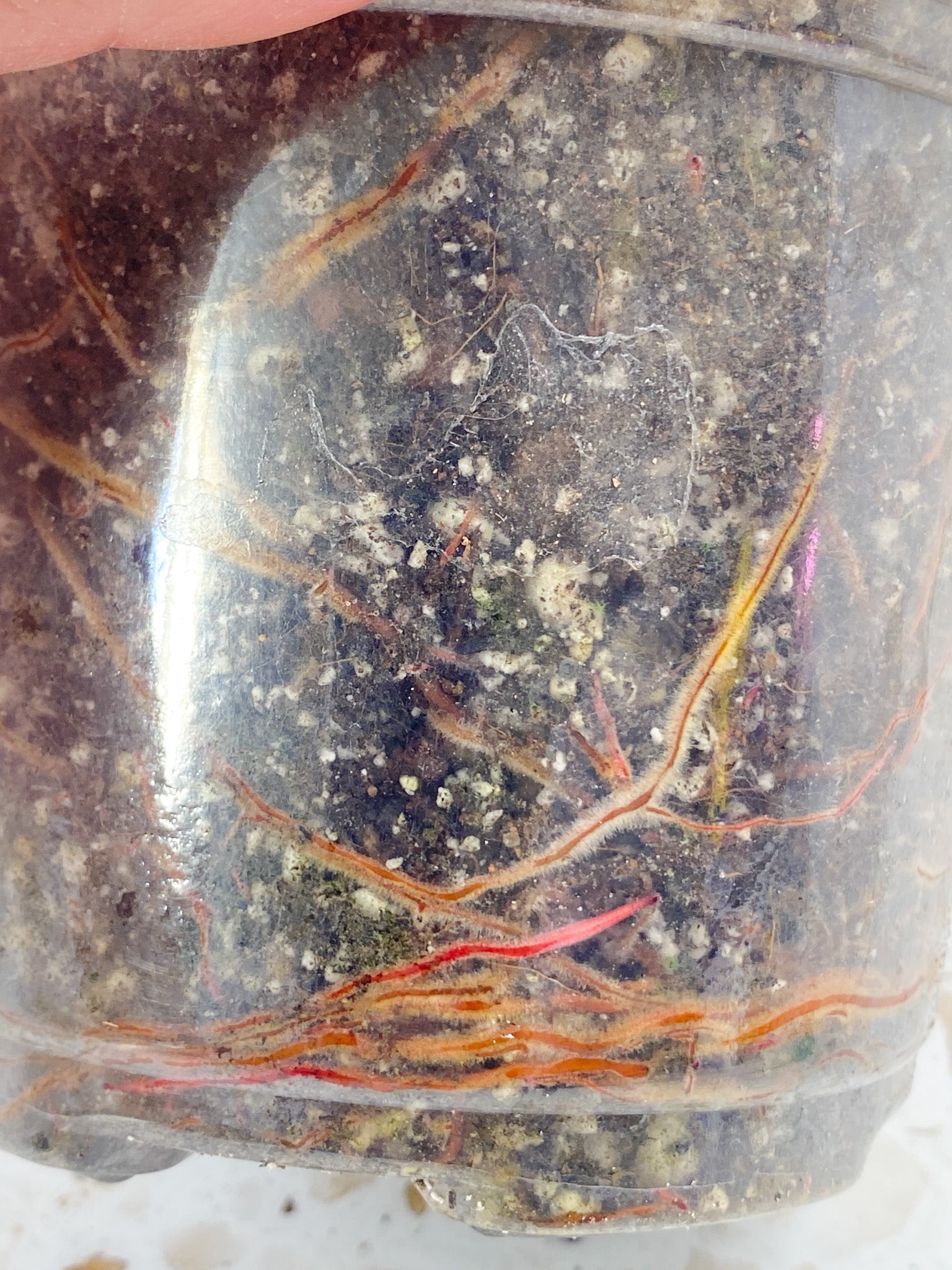 Philodendron Strawberry Shake 3 leaves 1 sprout top cutting