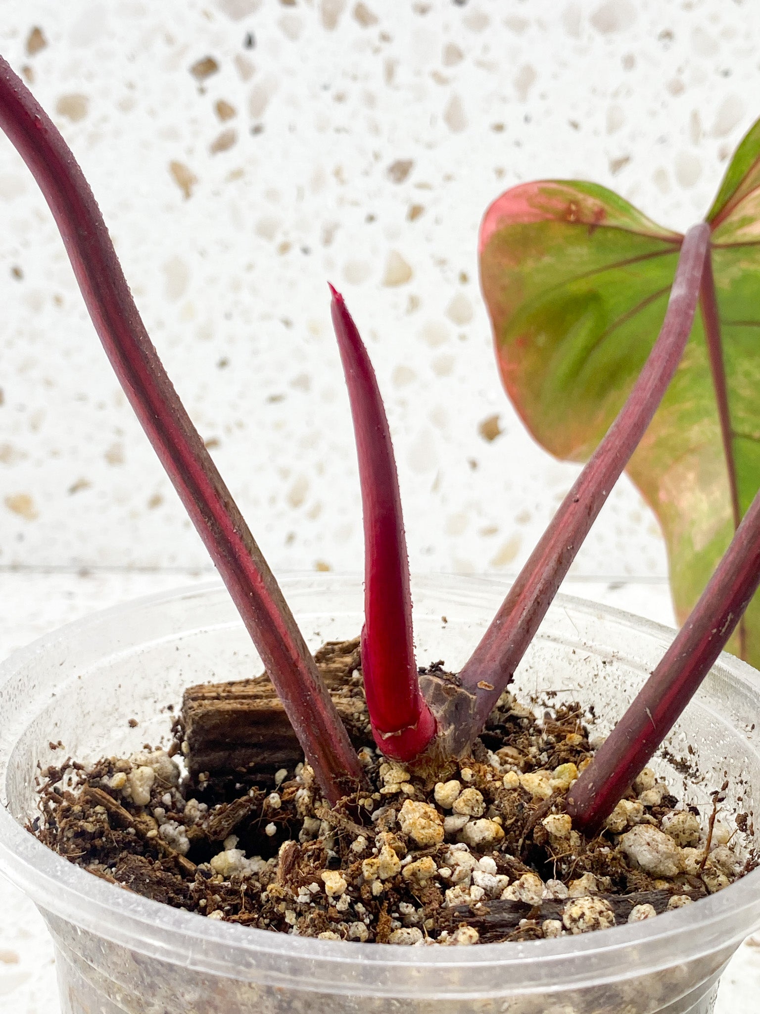 Philodendron Strawberry Shake 3 leaves 1 sprout top cutting