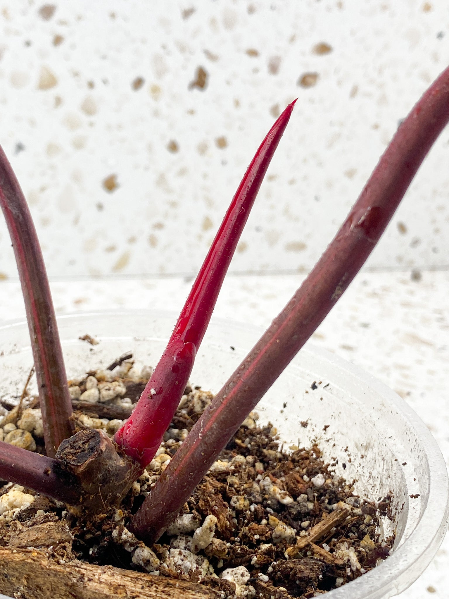 Philodendron Strawberry Shake 3 leaves 1 sprout top cutting