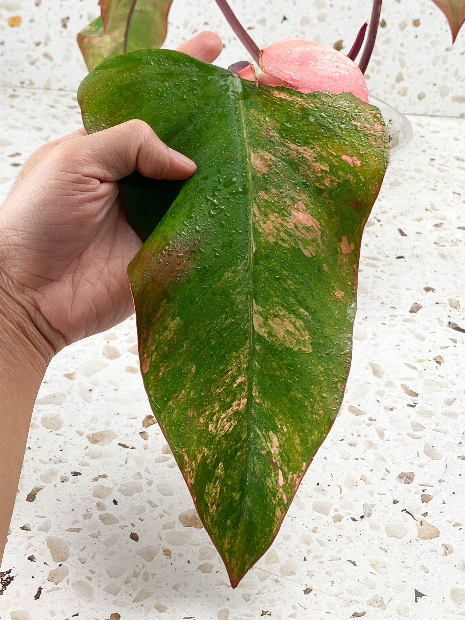Philodendron Strawberry Shake 3 leaves 1 sprout top cutting