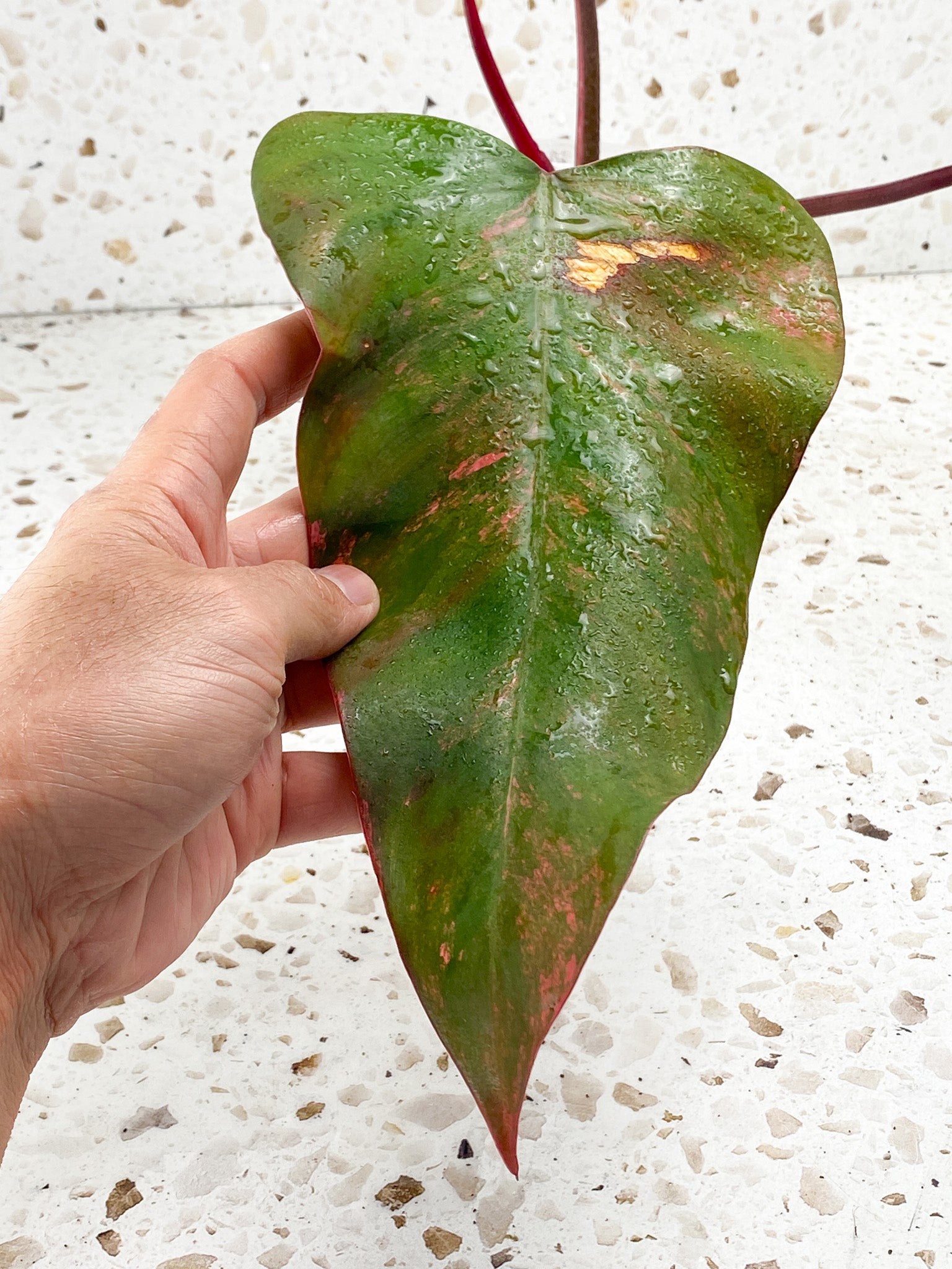 Philodendron Strawberry Shake 3 leaves 1 sprout top cutting