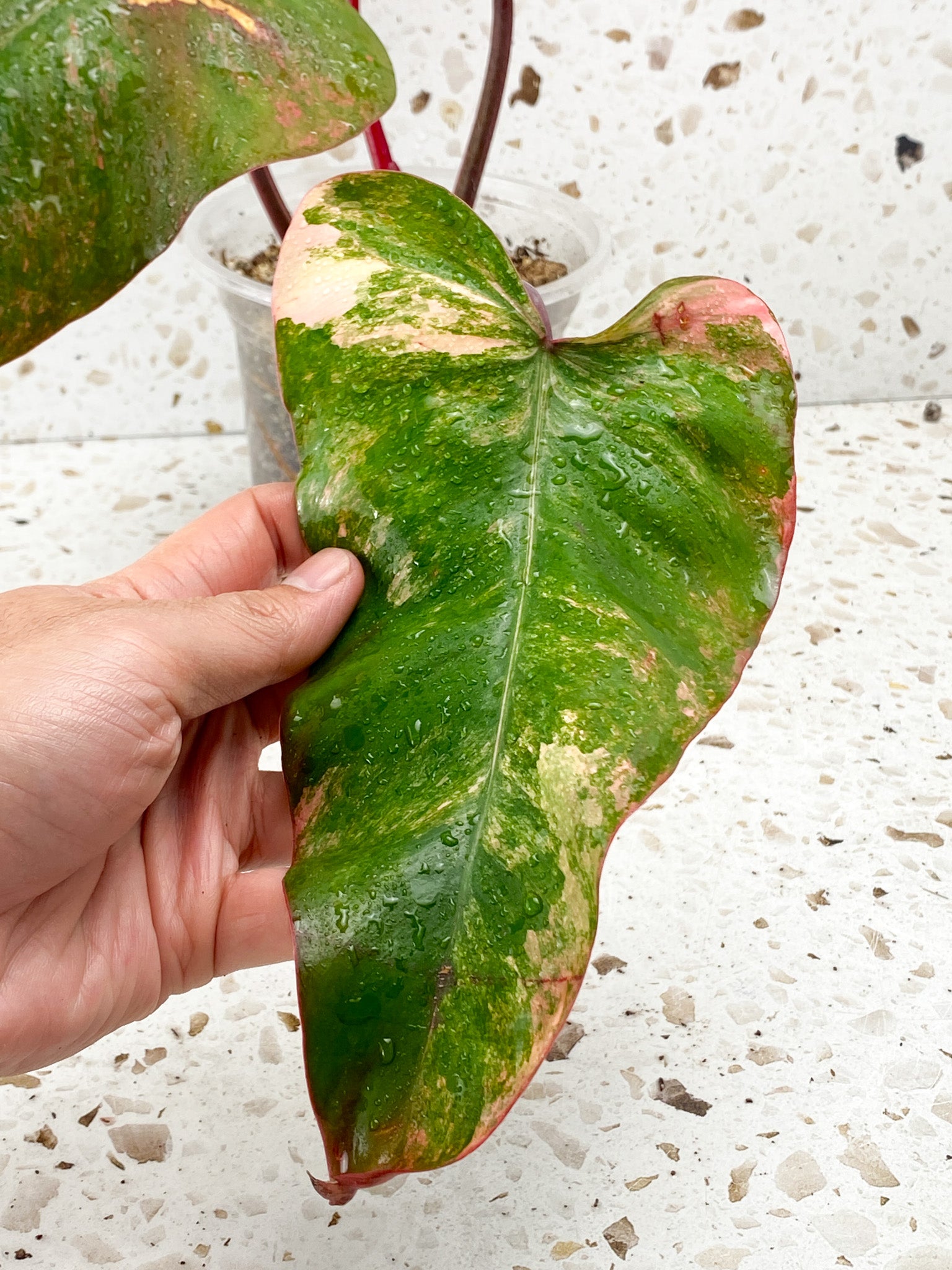Philodendron Strawberry Shake 3 leaves 1 sprout top cutting
