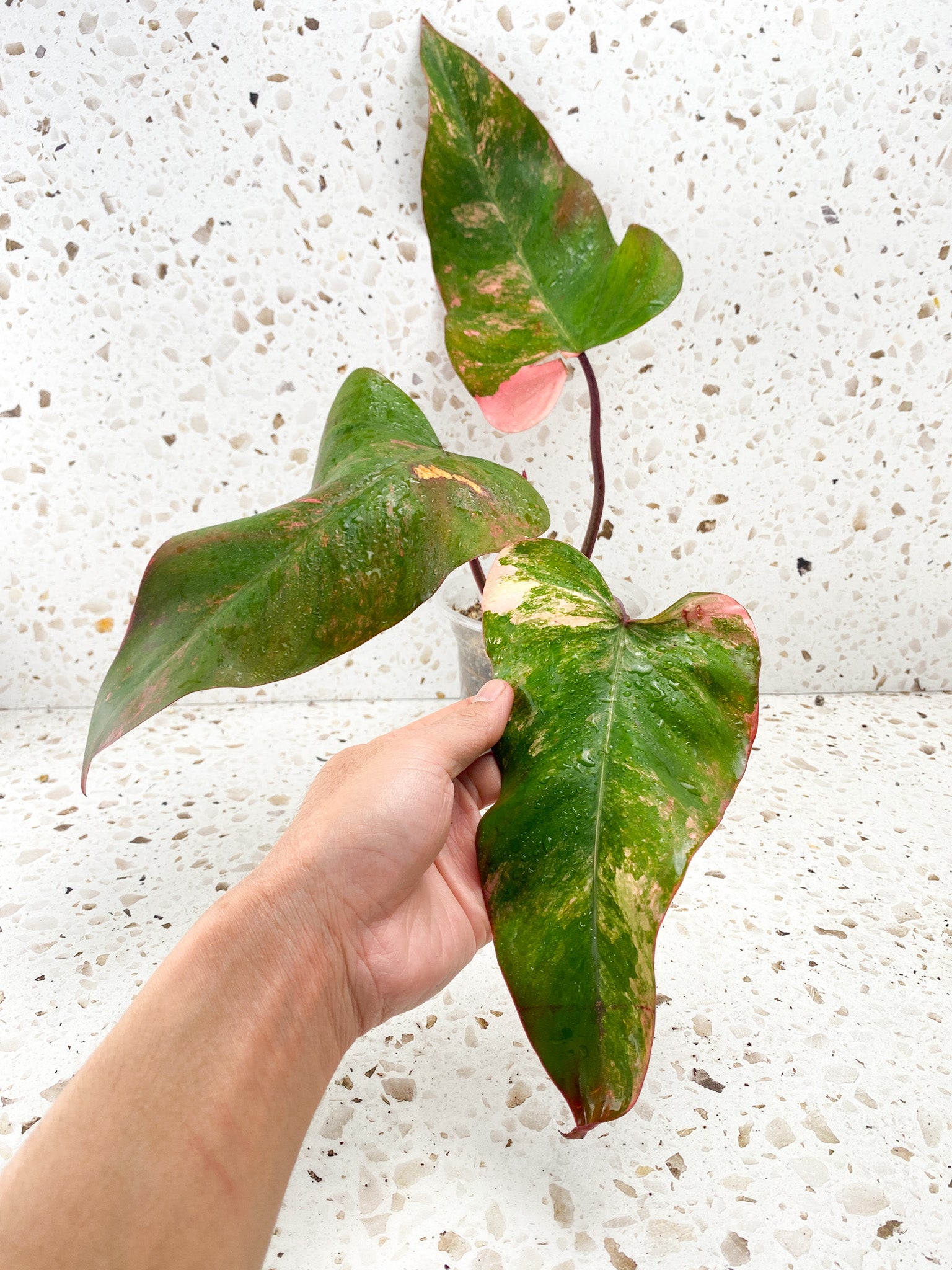 Philodendron Strawberry Shake 3 leaves 1 sprout top cutting