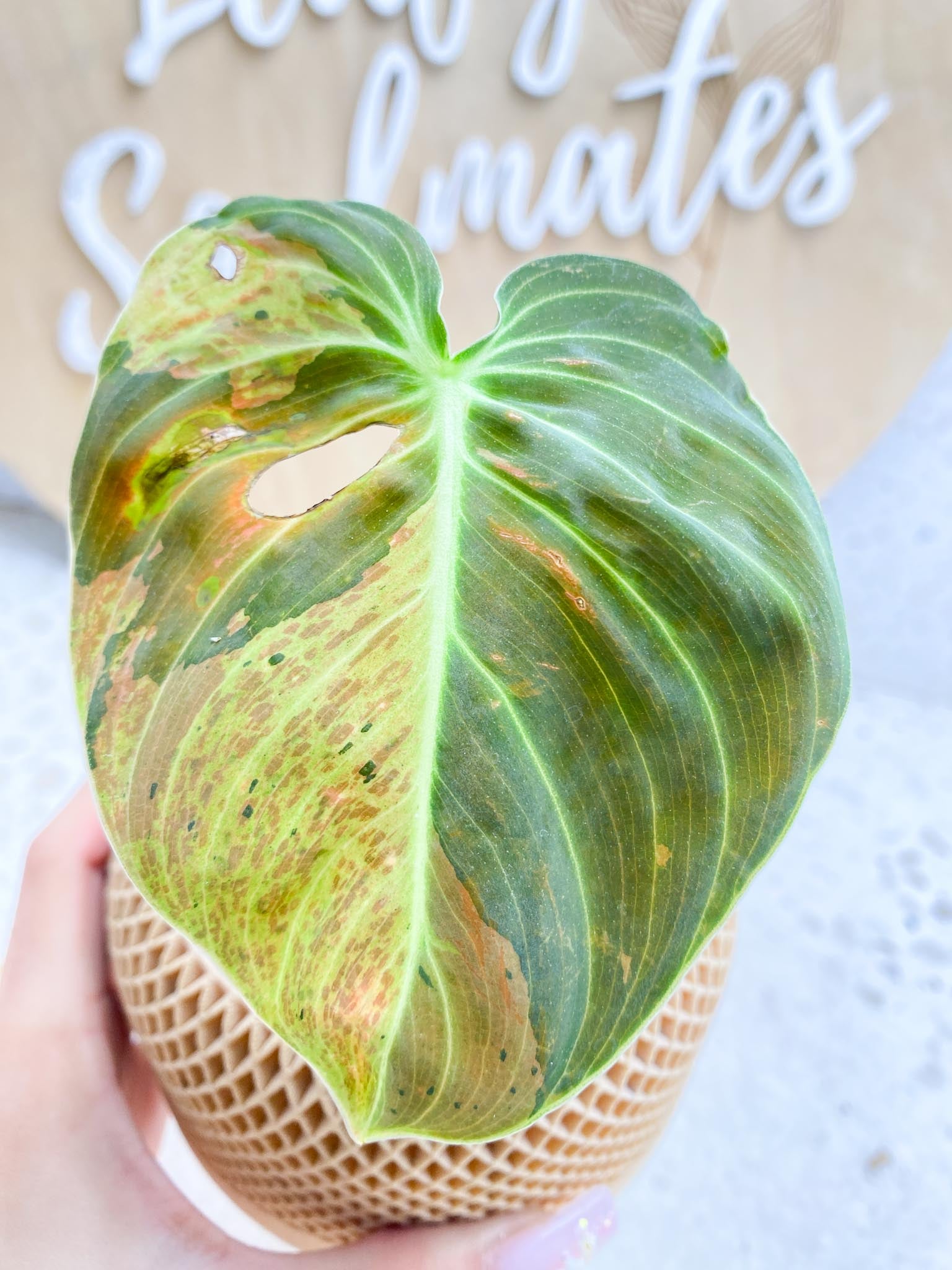 Philodendron Melanochrysum Variegated 1 Leaf 1 Node Top Cutting Highly Variegated