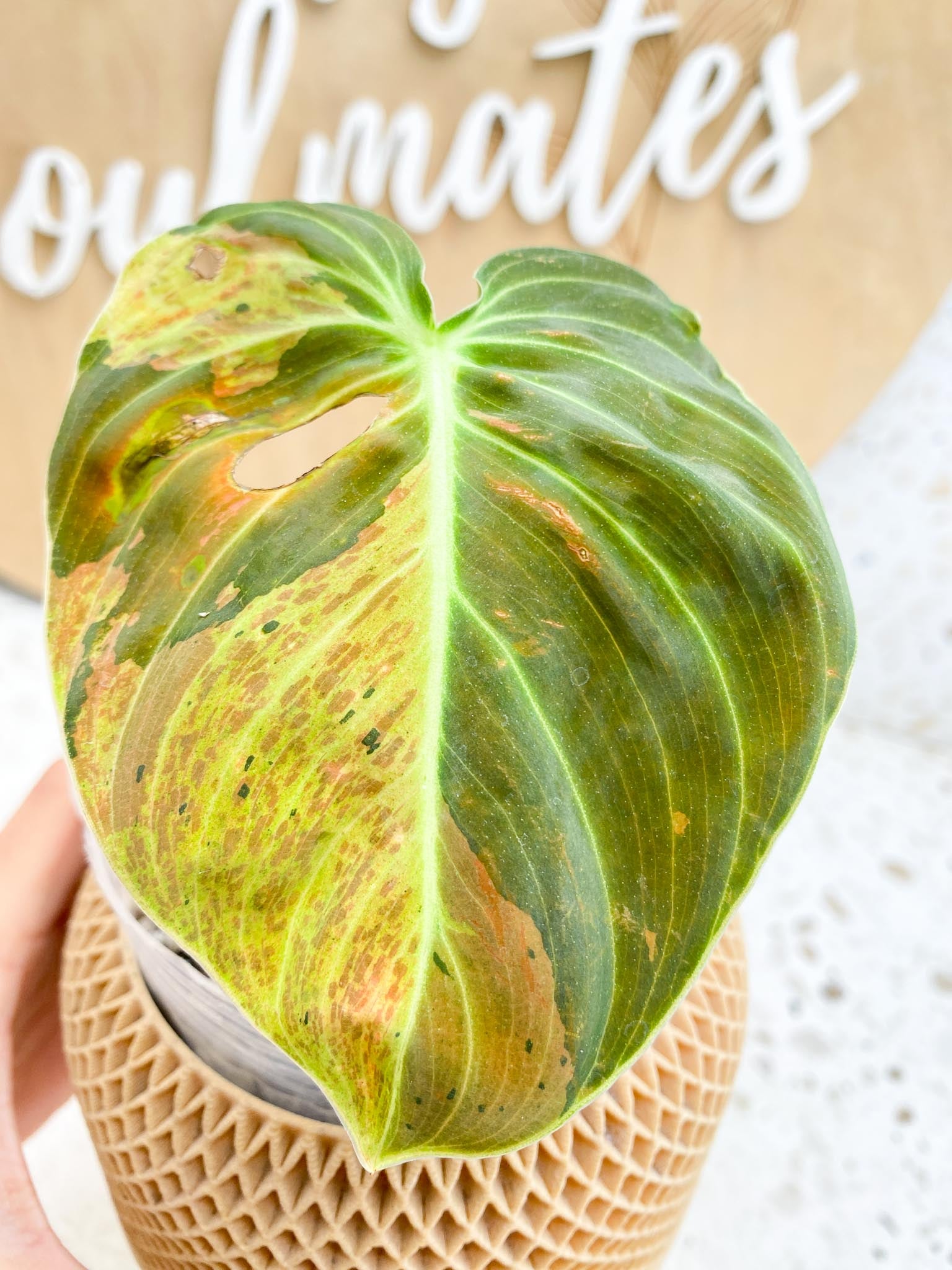 Philodendron Melanochrysum Variegated 1 Leaf 1 Node Top Cutting Highly Variegated