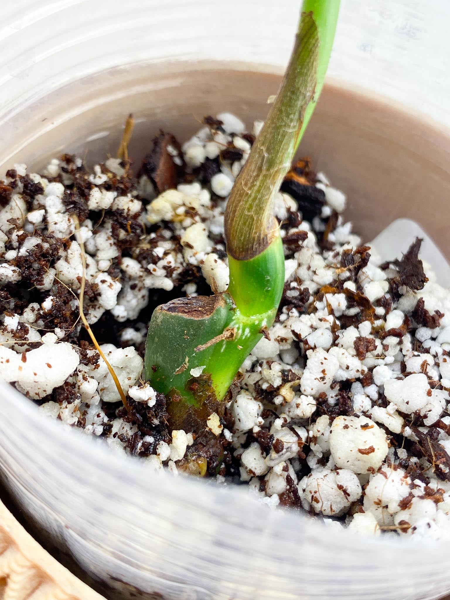 Philodendron Melanochrysum Variegated 1 Leaf 1 Node Top Cutting Highly Variegated
