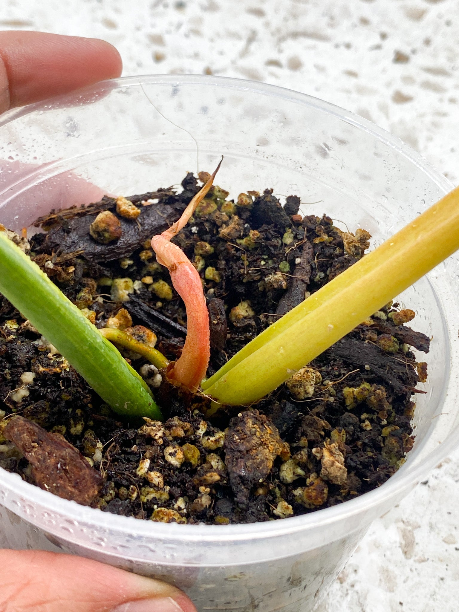 Philodendron Ring of Fire Round Form 2 leaves 1 sprout top cutting