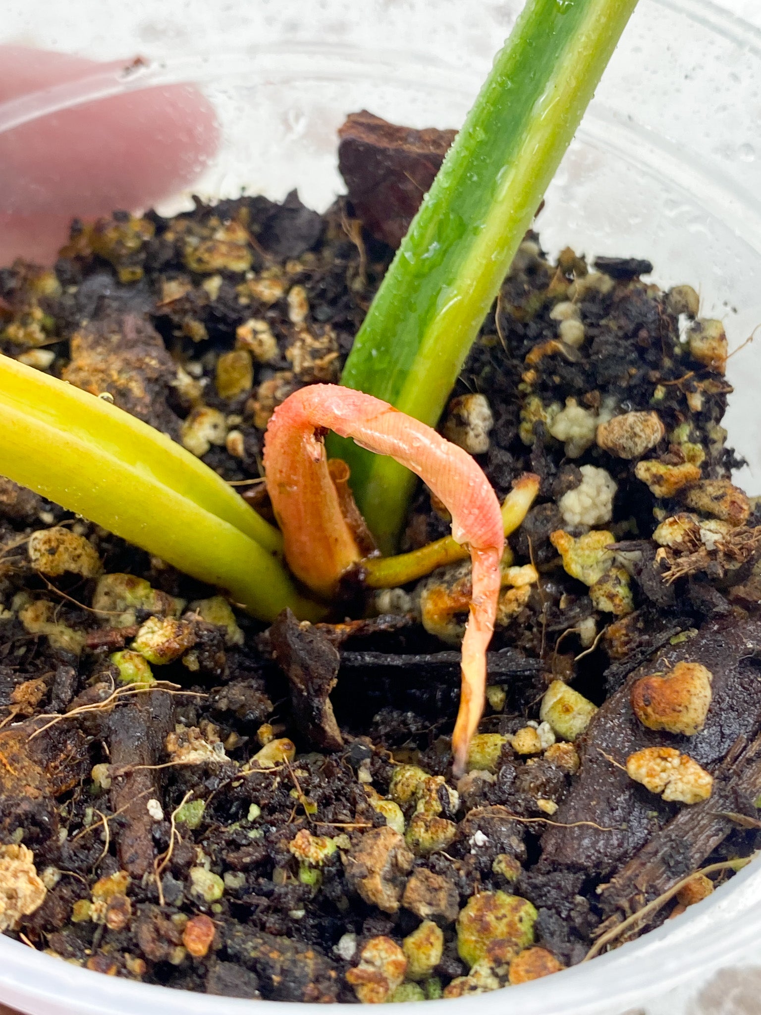 Philodendron Ring of Fire Round Form 2 leaves 1 sprout top cutting