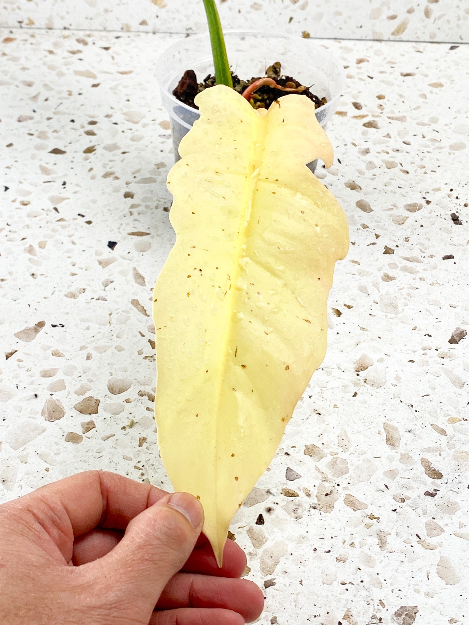 Philodendron Ring of Fire Round Form 2 leaves 1 sprout top cutting