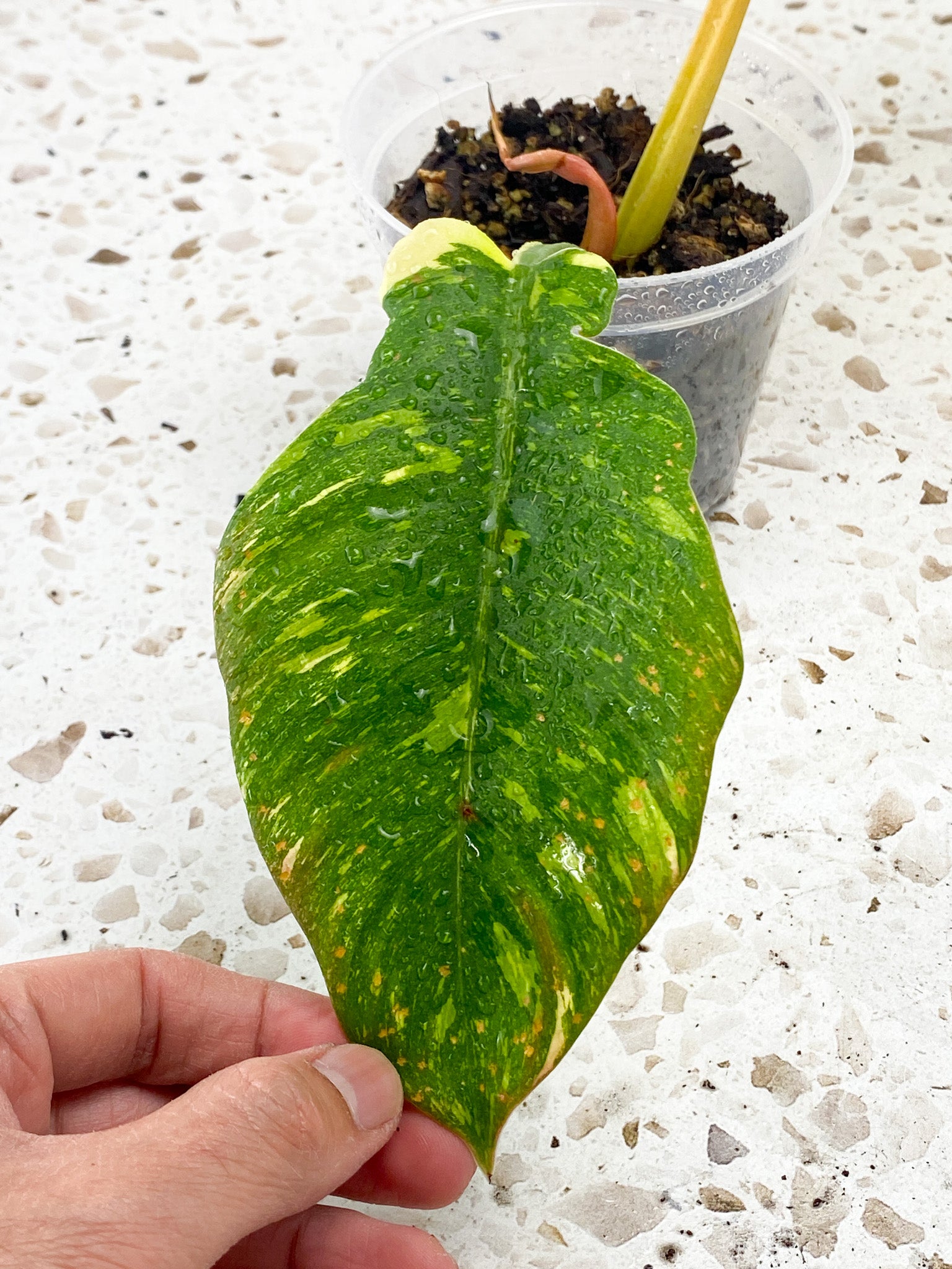 Philodendron Ring of Fire Round Form 2 leaves 1 sprout top cutting