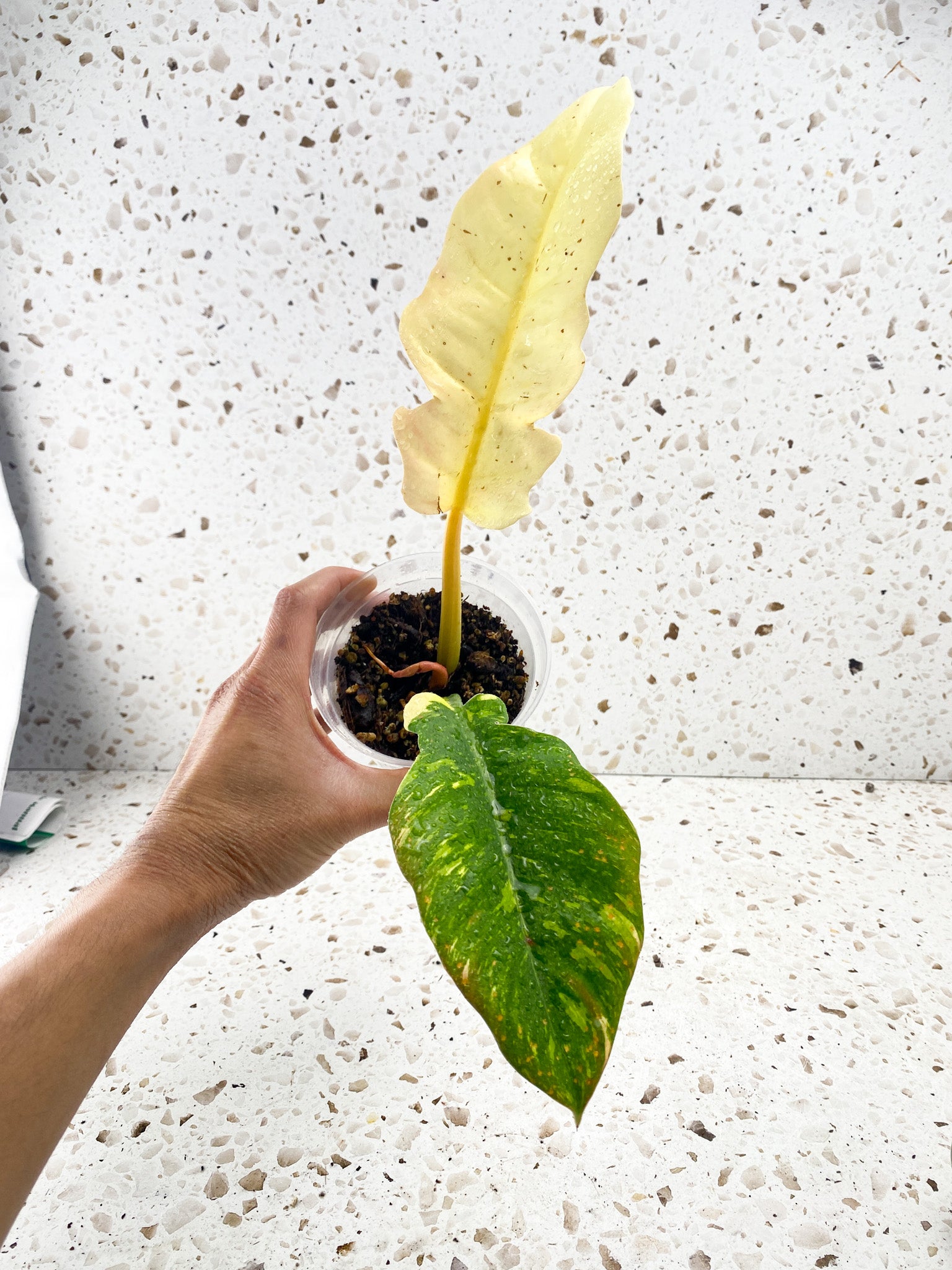 Philodendron Ring of Fire Round Form 2 leaves 1 sprout top cutting