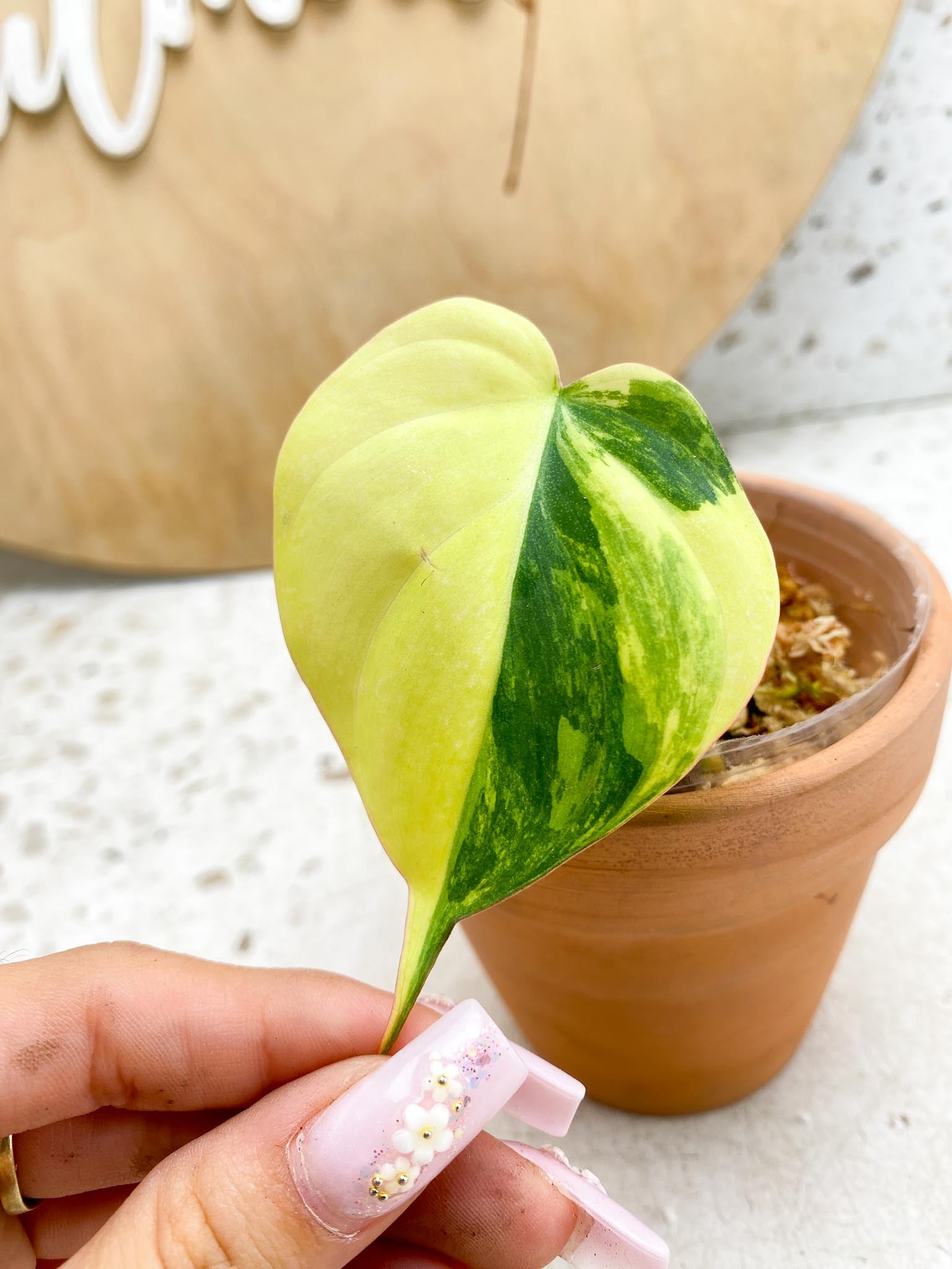 *Philodendron Micans Variegated 1 Leaf 4 Nodes Half moon Variegated