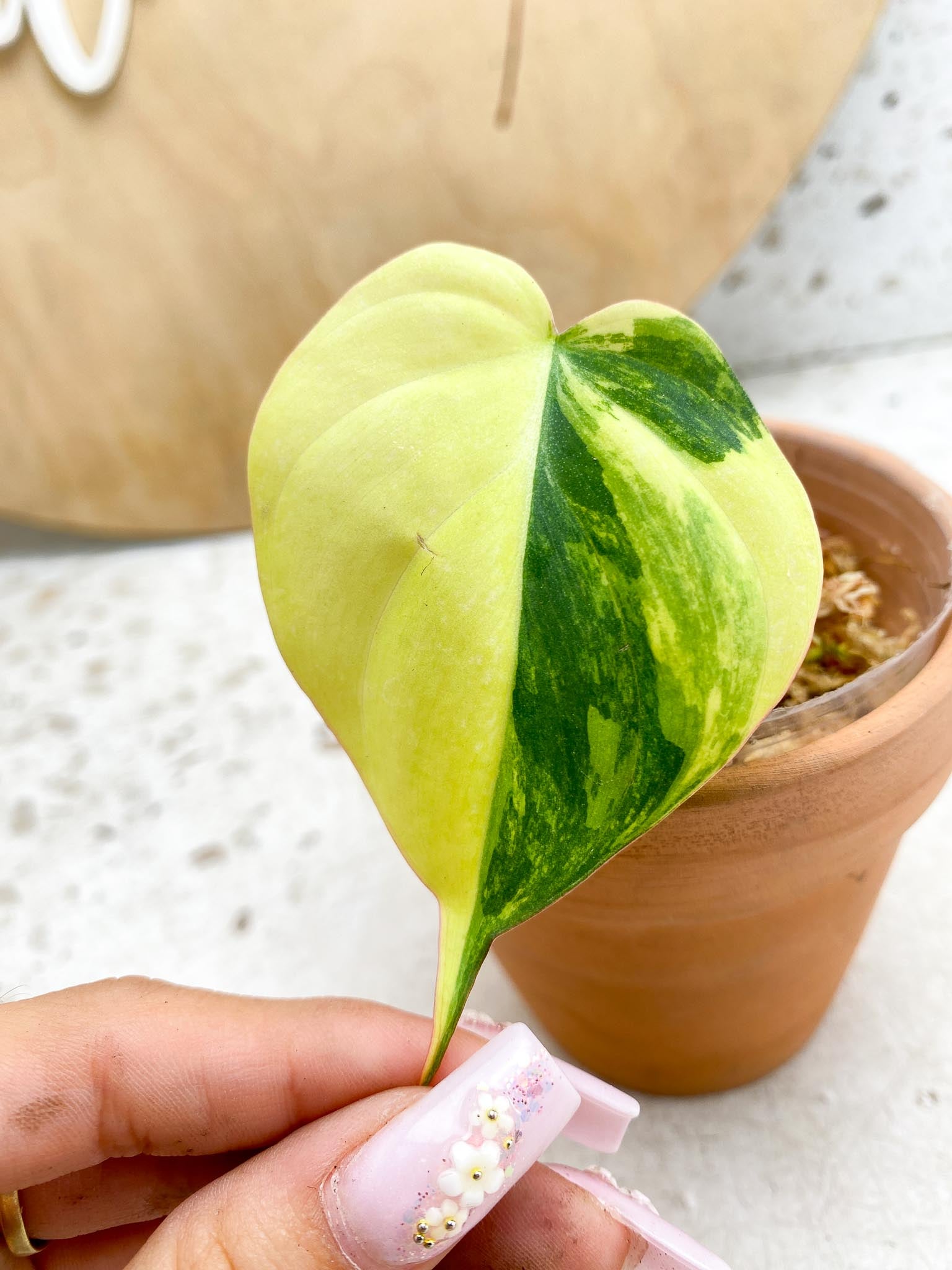 *Philodendron Micans Variegated 1 Leaf 4 Nodes Half moon Variegated