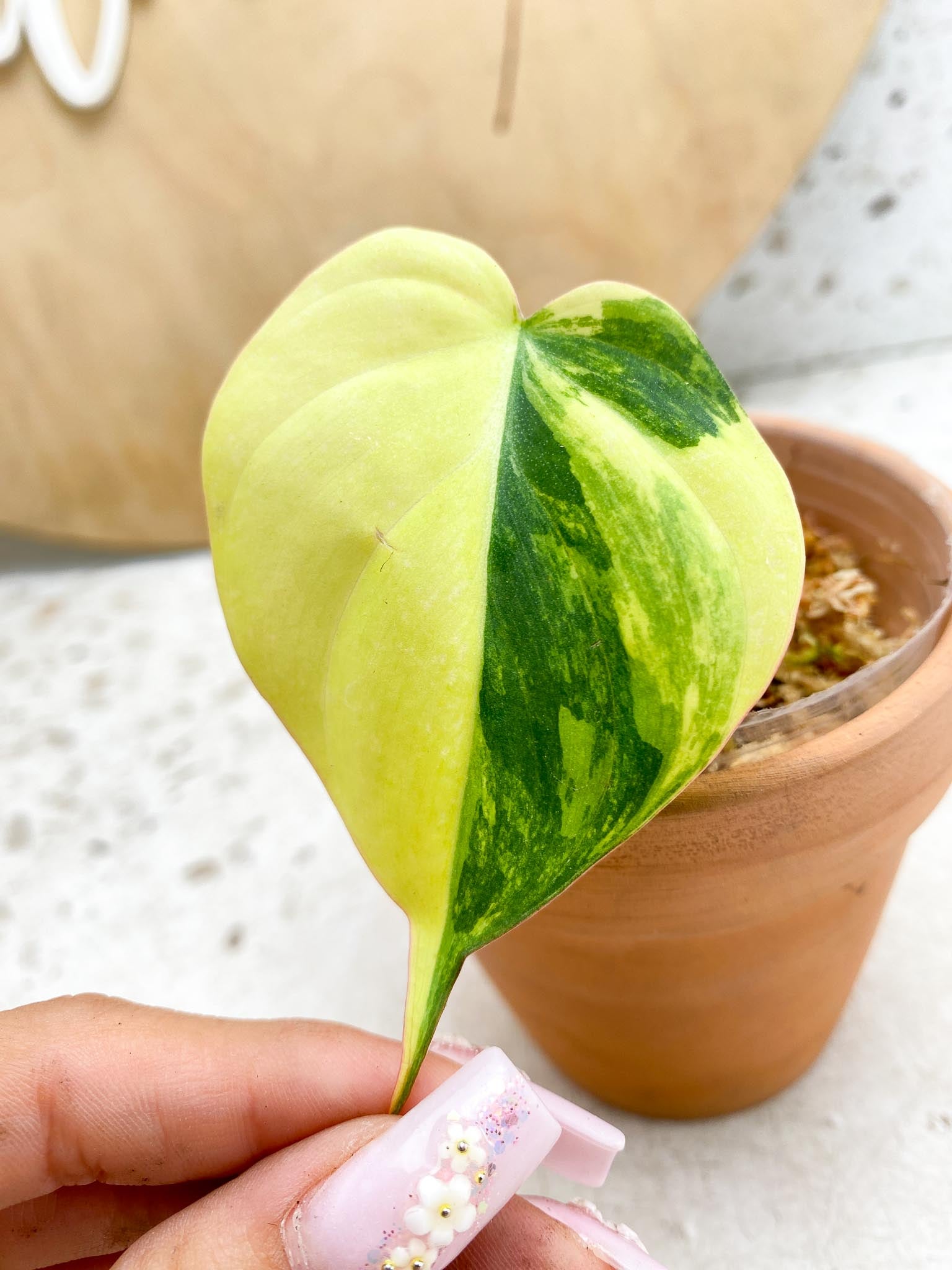*Philodendron Micans Variegated 1 Leaf 4 Nodes Half moon Variegated