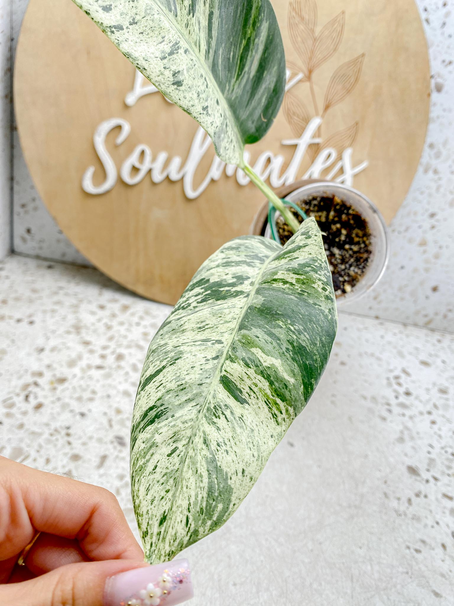 Epipremnum Giganteum Variegated 1-2 leaf plant Multiple Options
