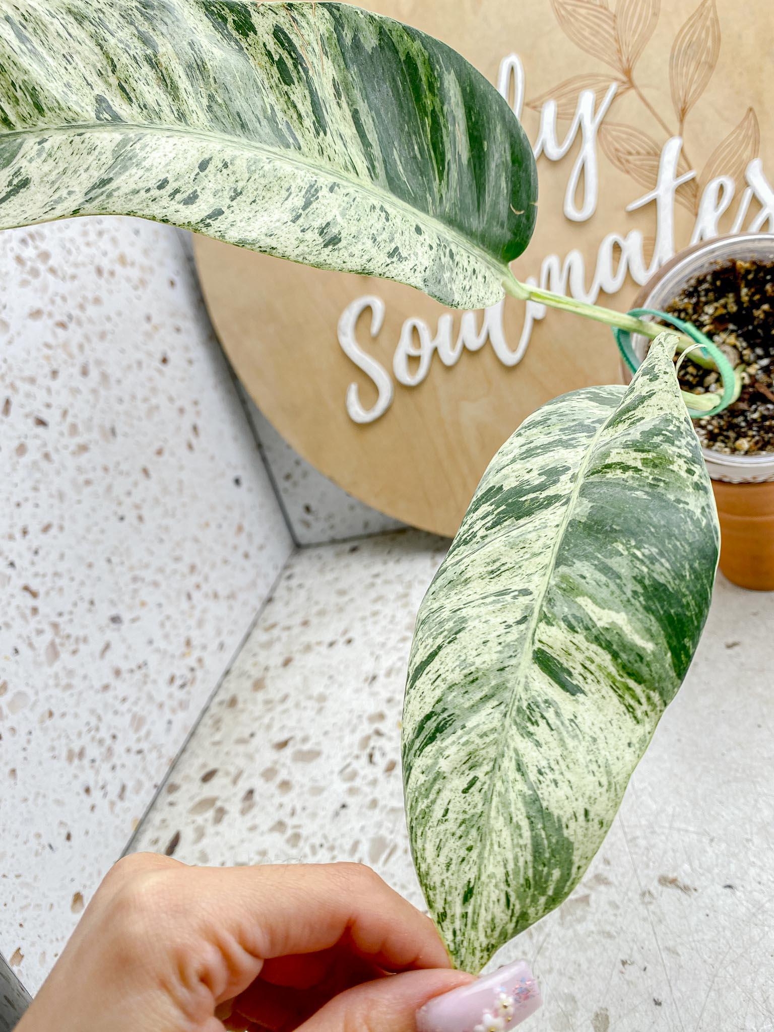 Epipremnum Giganteum Variegated 1-2 leaf plant Multiple Options